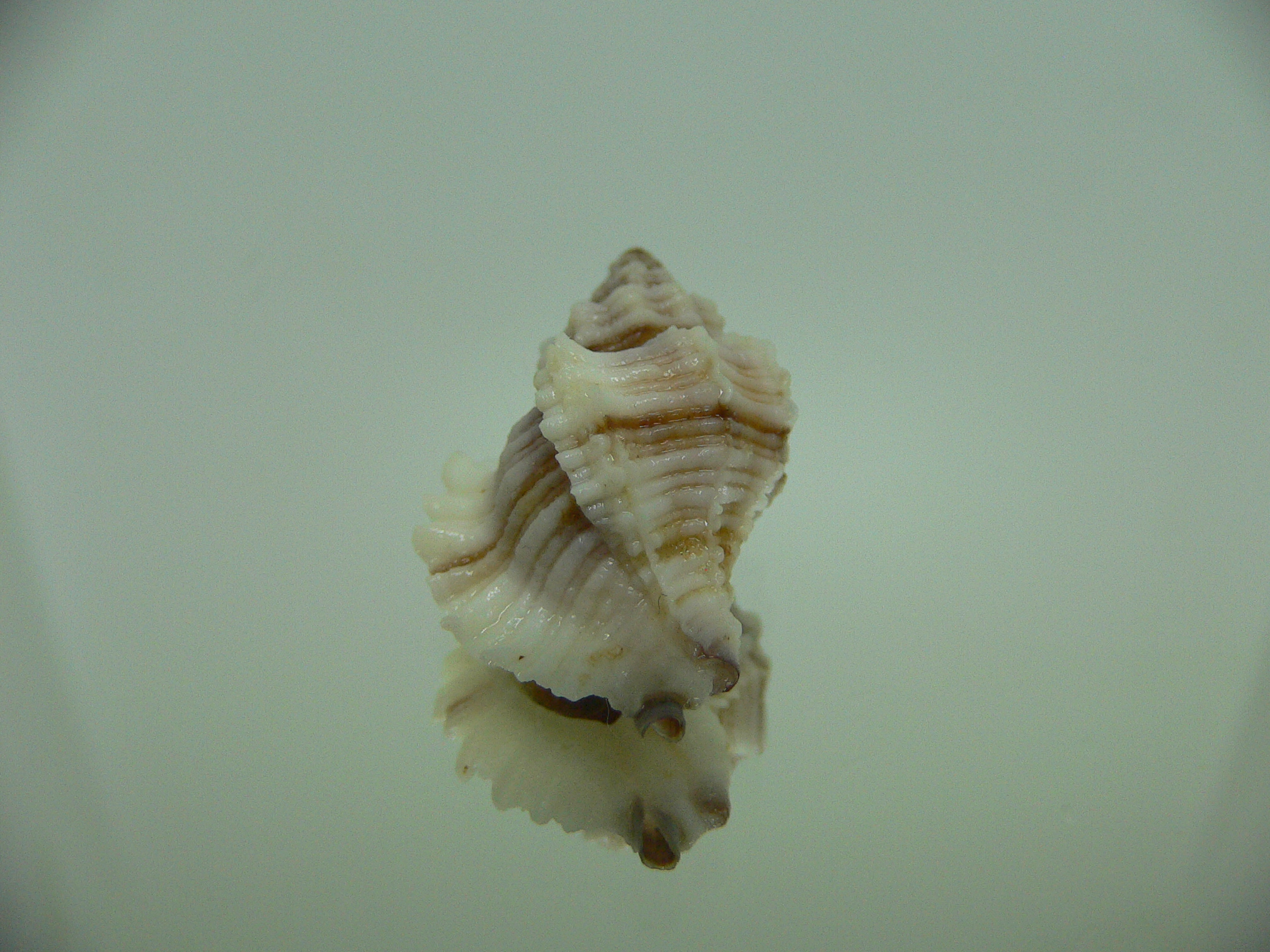 Ocinebrellus lumarius ENDEMIC & LILAC