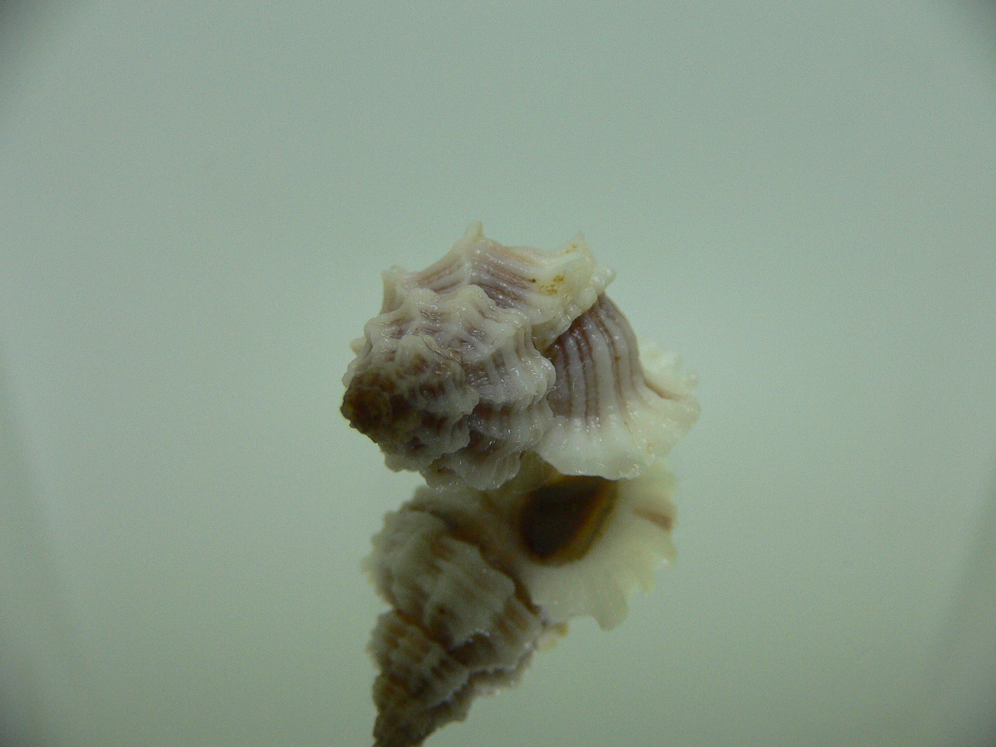 Ocinebrellus lumarius ENDEMIC & LILAC