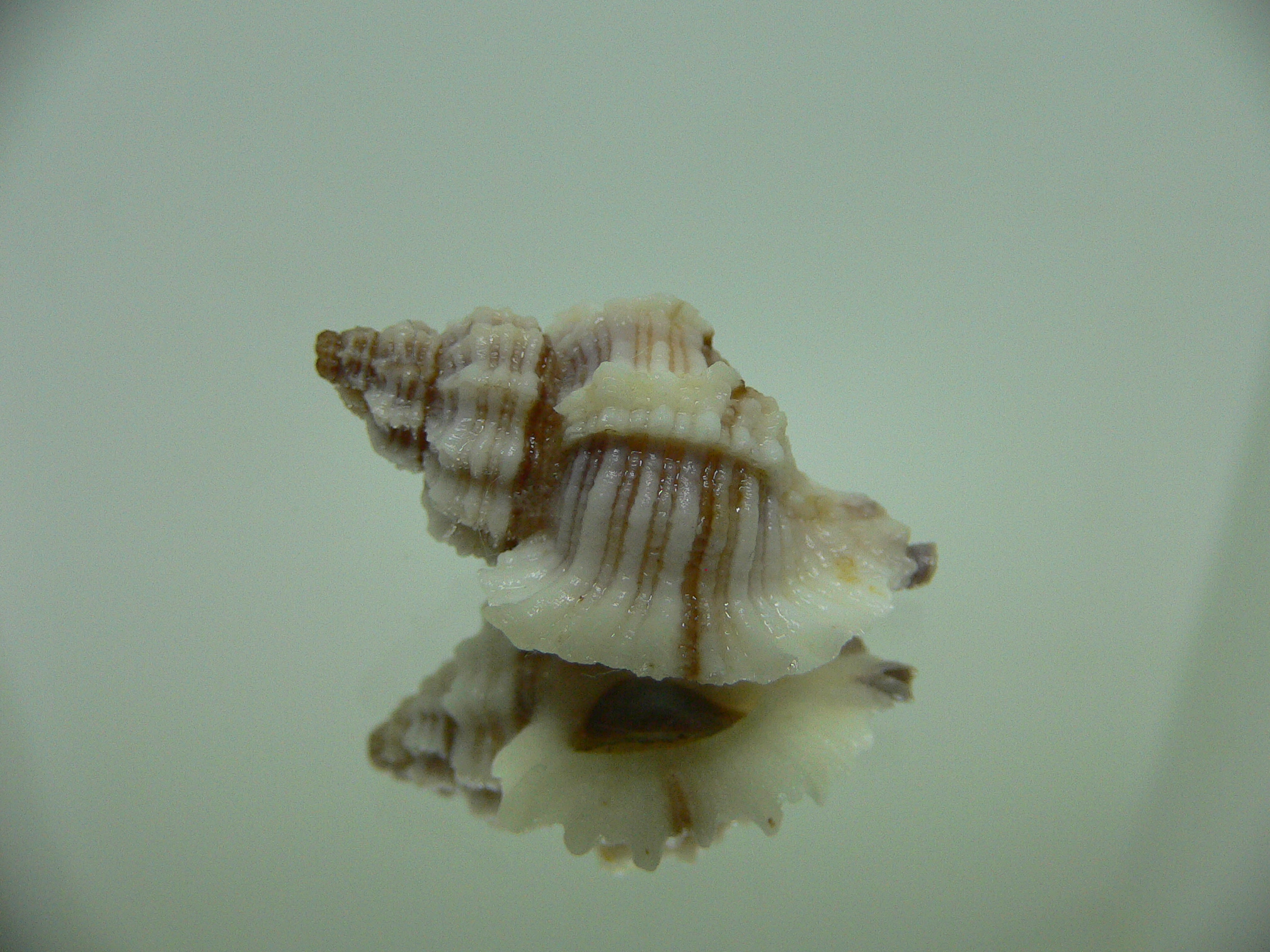 Ocinebrellus lumarius ENDEMIC & LILAC