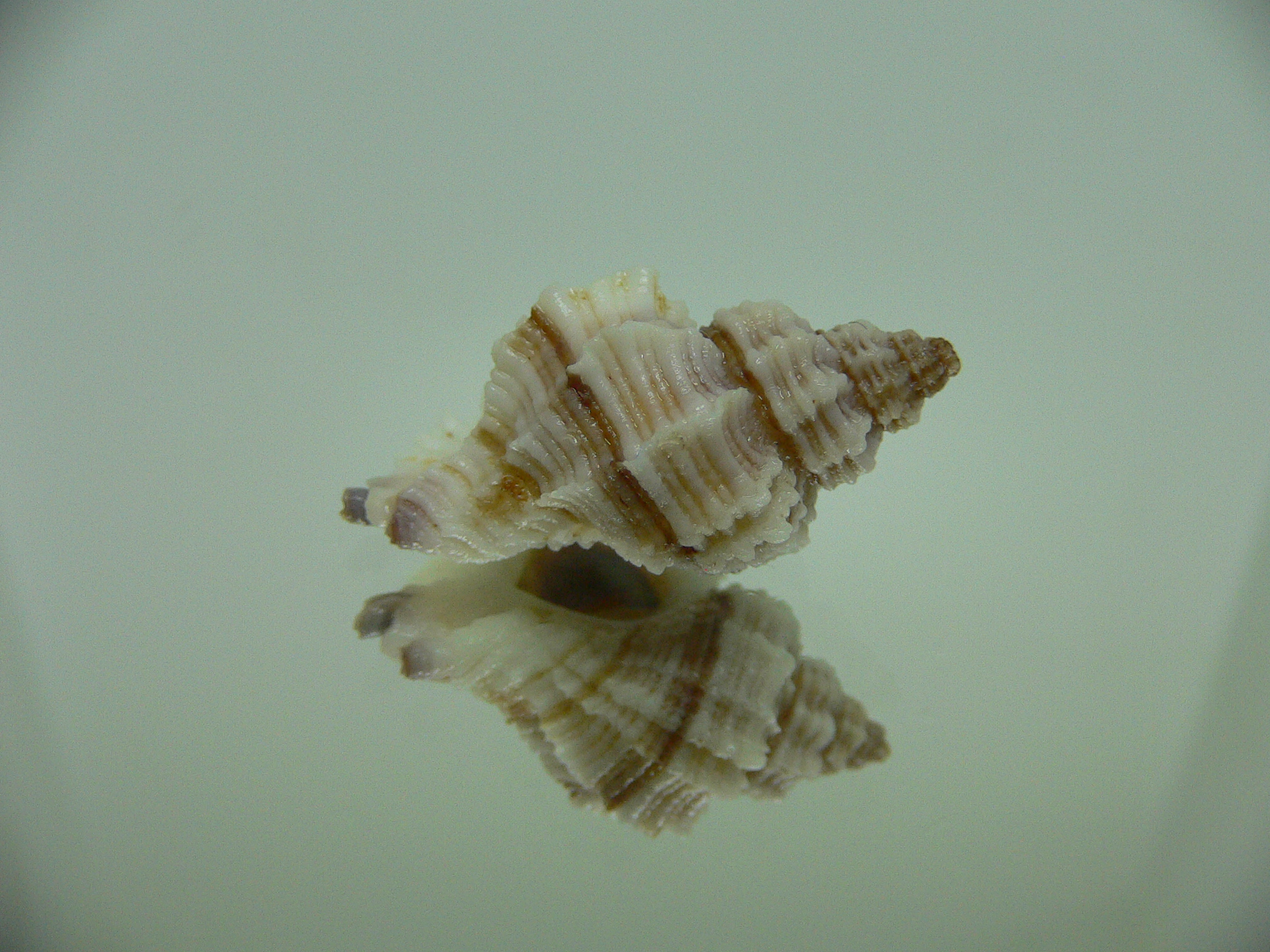 Ocinebrellus lumarius ENDEMIC & LILAC