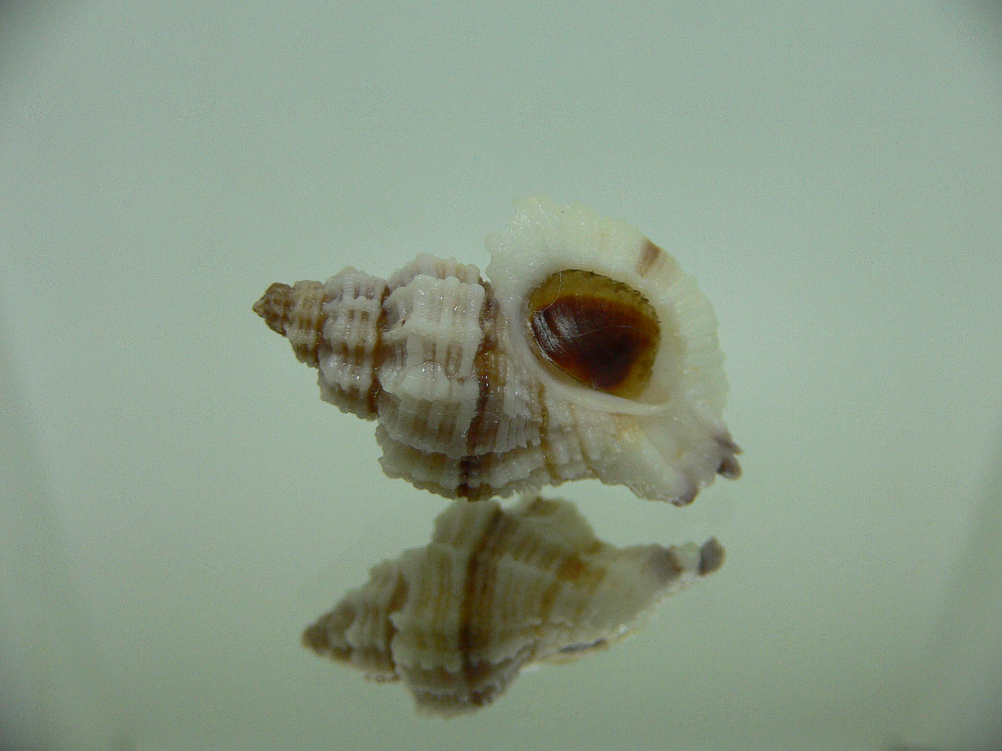 Ocinebrellus lumarius ENDEMIC & LILAC