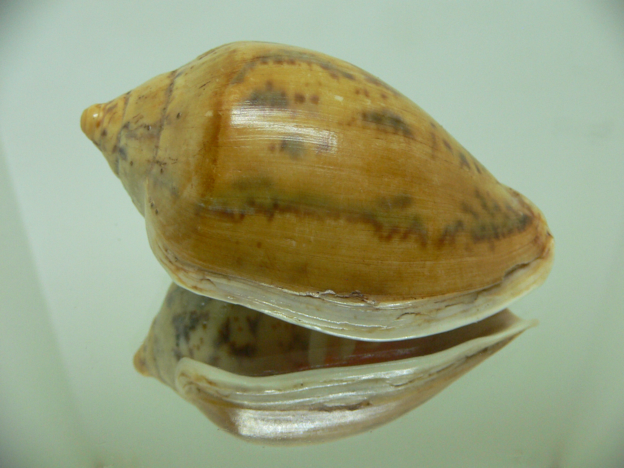 Cymbiola flavicans