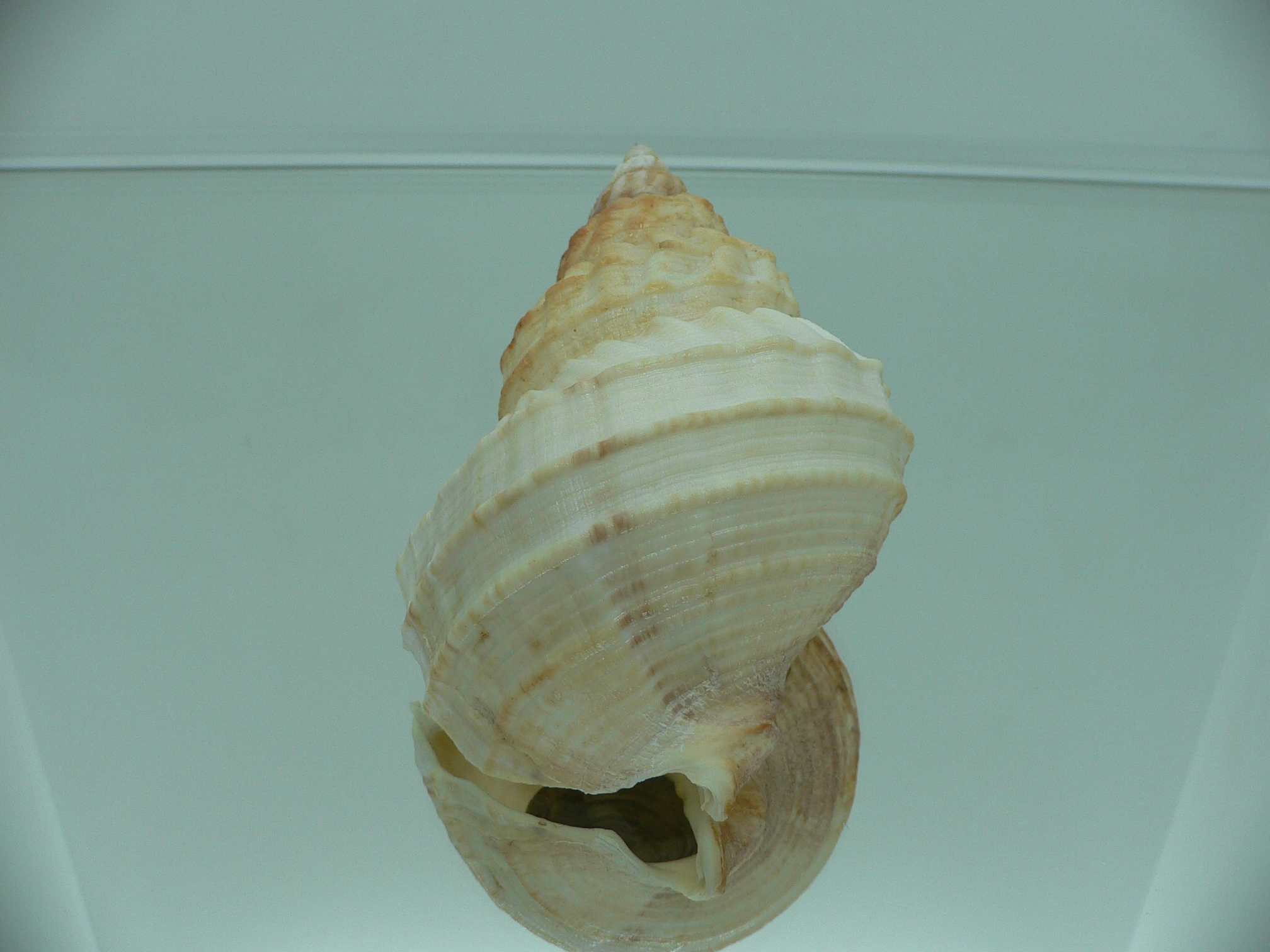 Buccinum verkruzeni KEELS