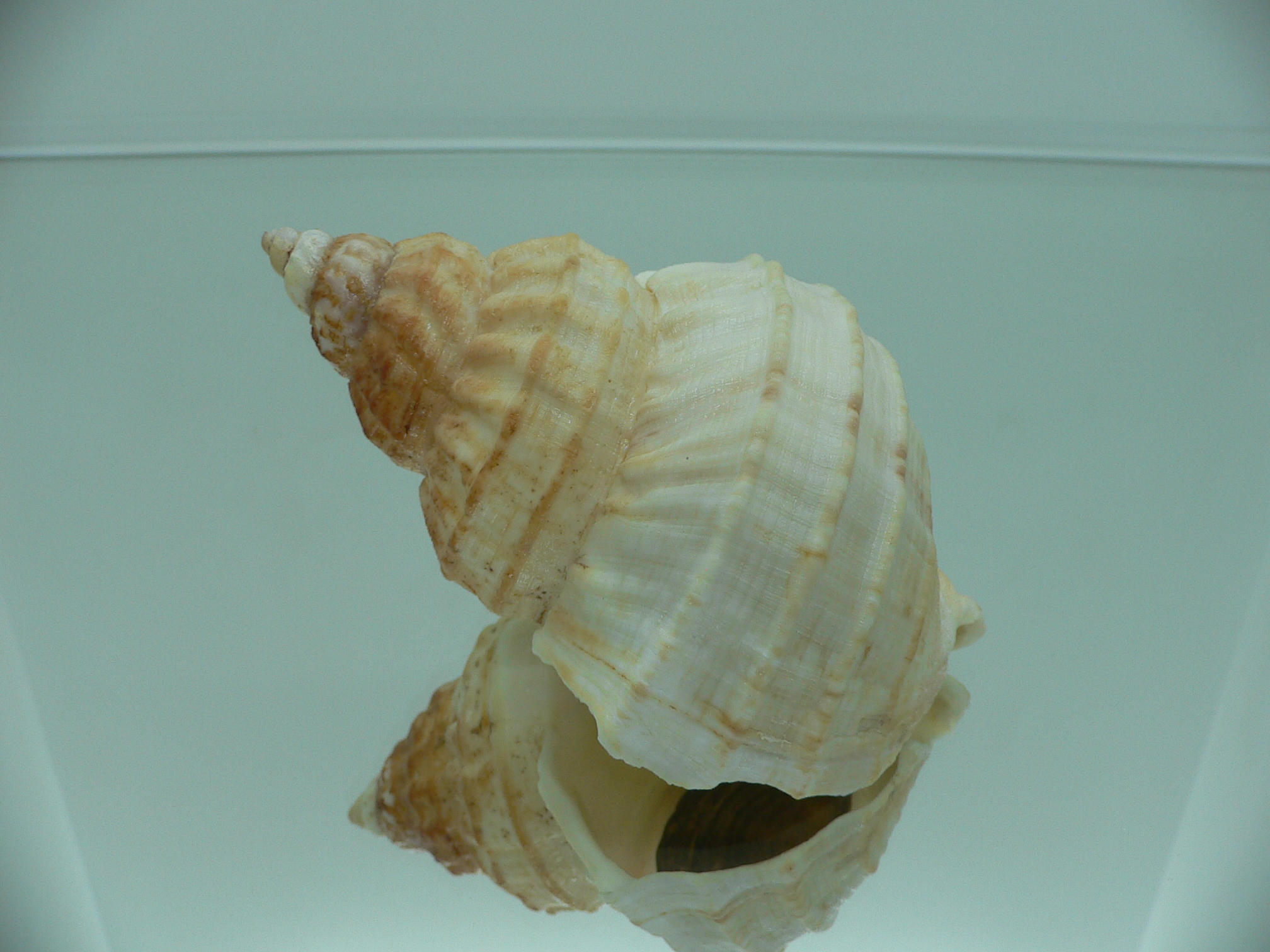 Buccinum verkruzeni KEELS