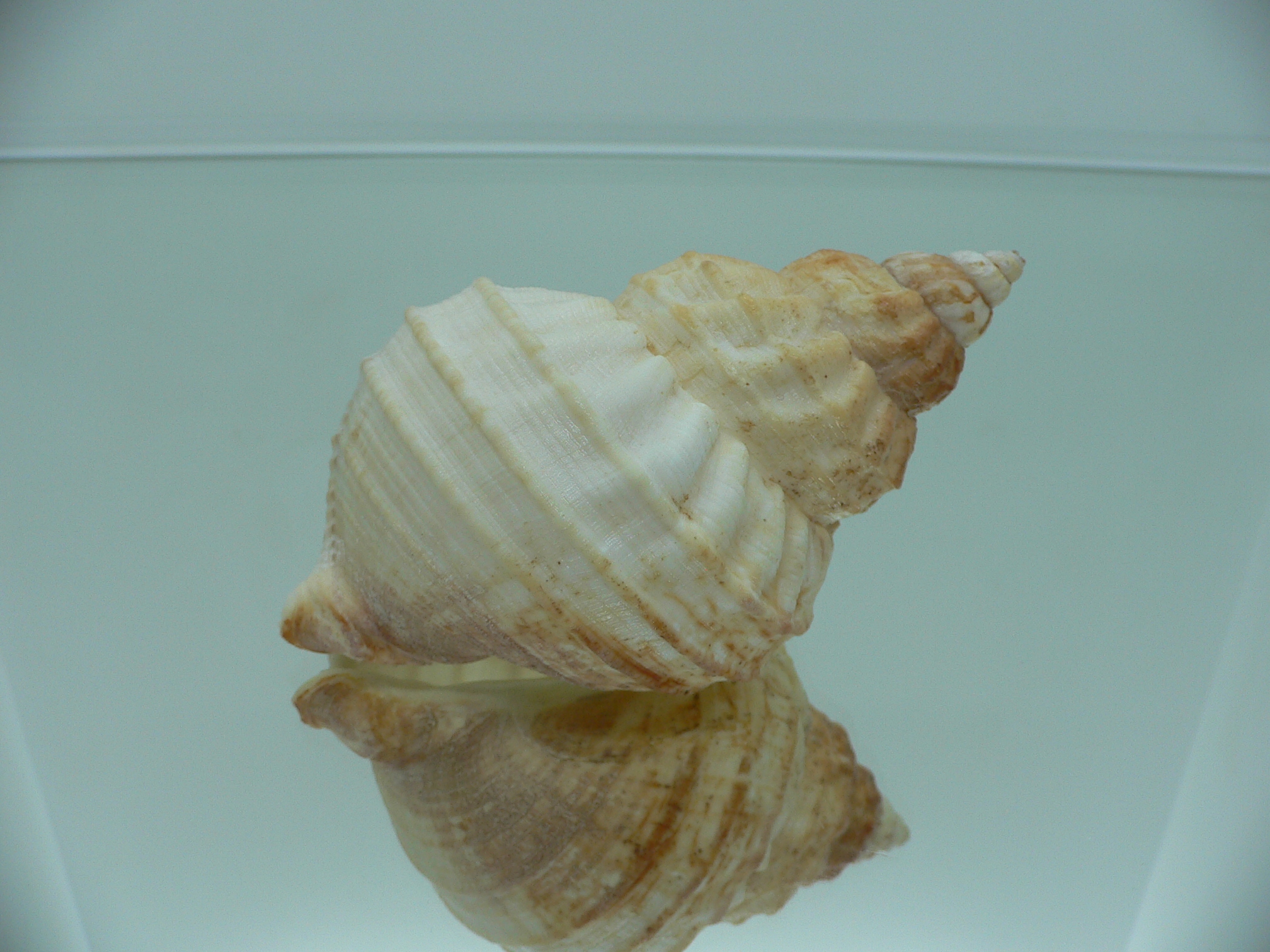 Buccinum verkruzeni KEELS