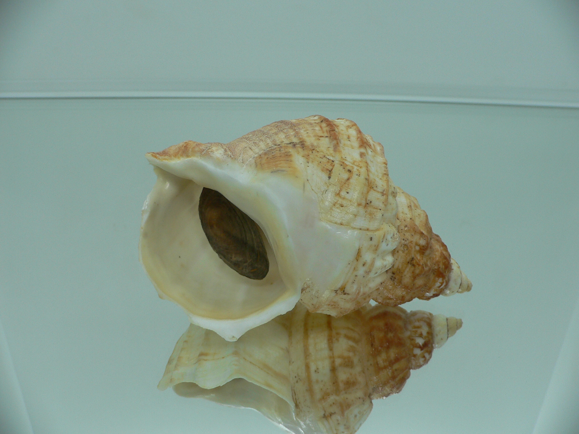 Buccinum verkruzeni KEELS