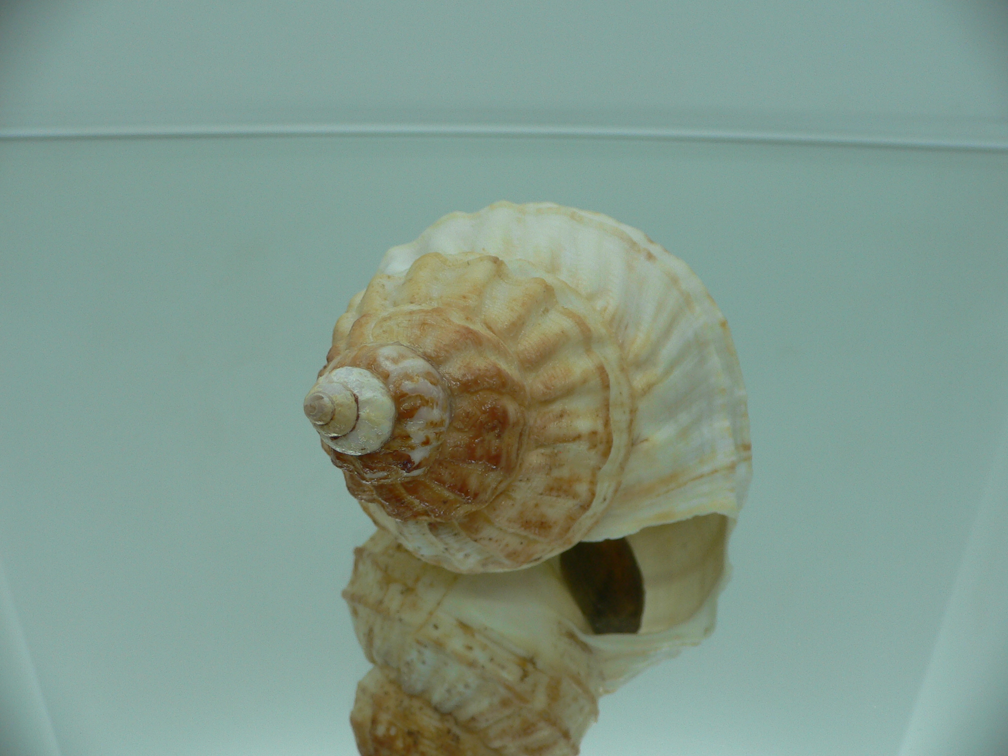 Buccinum verkruzeni KEELS