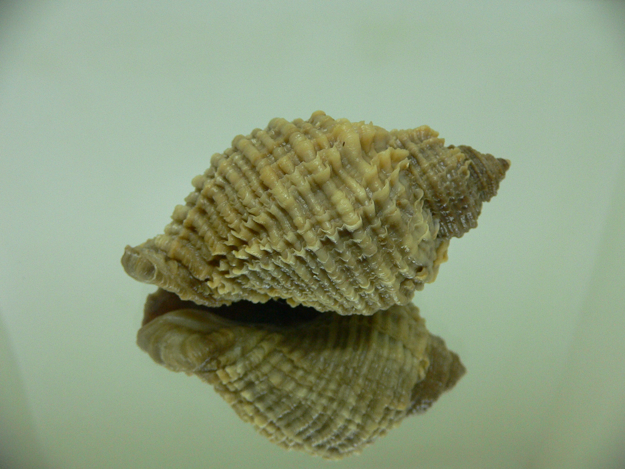 Nucella freycinetii freycinetii IDEAL & ELONGATE