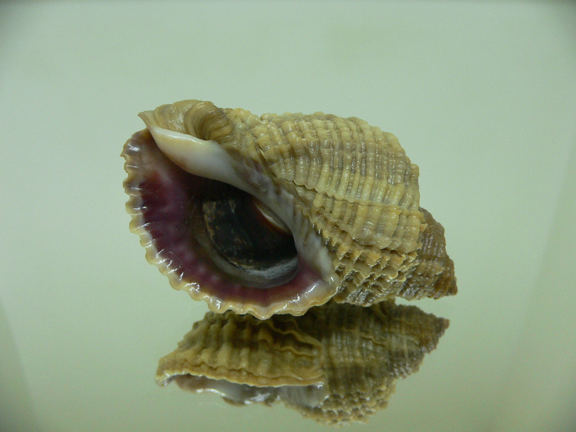 Nucella freycinetii freycinetii IDEAL & ELONGATE