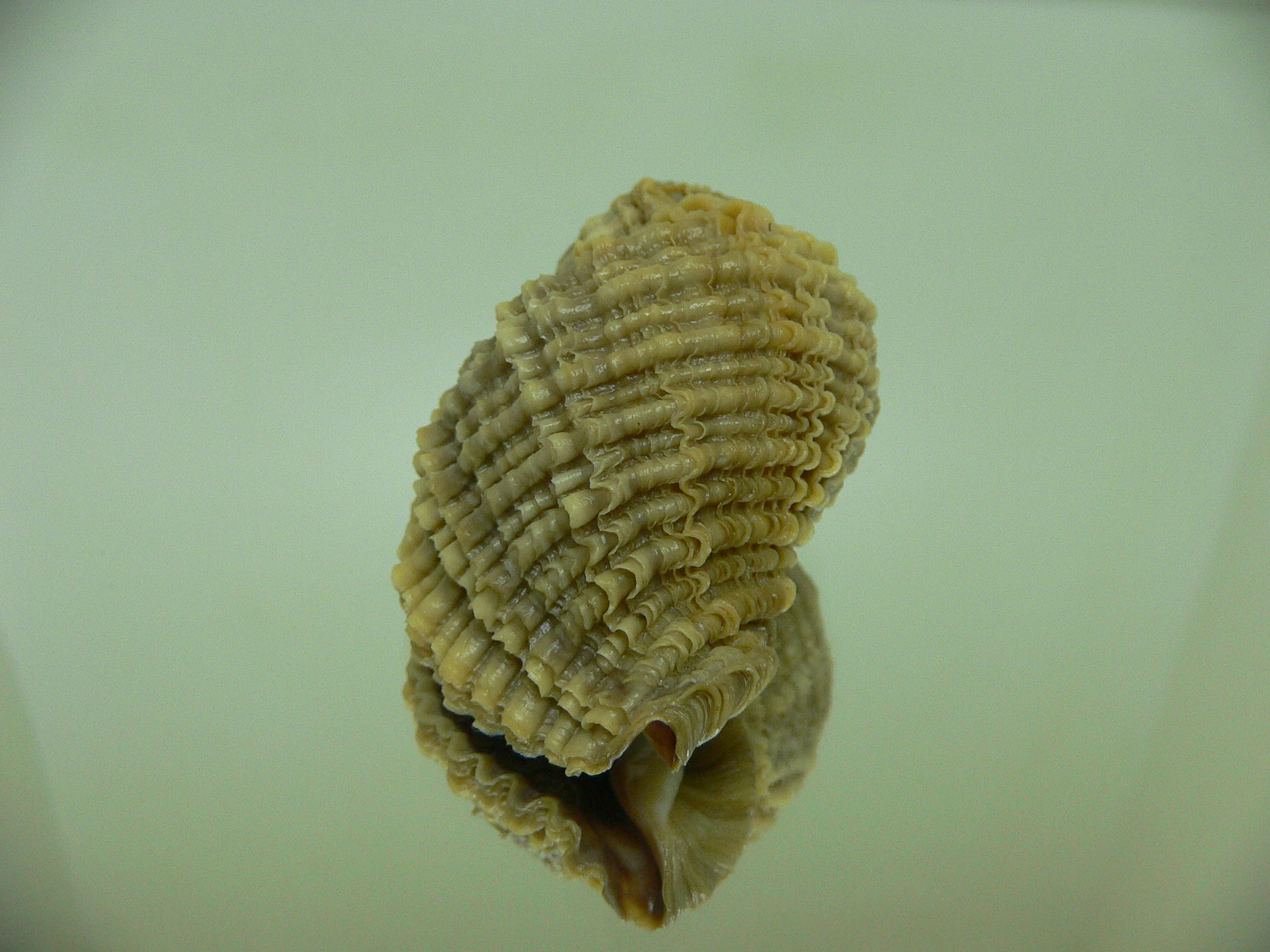 Nucella freycinetii freycinetii IDEAL & ELONGATE