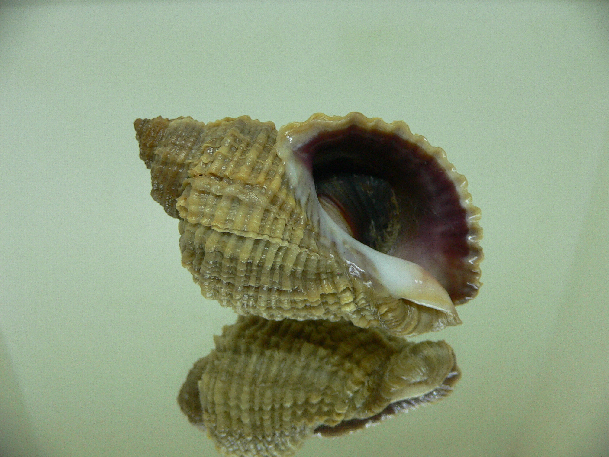 Nucella freycinetii freycinetii IDEAL & ELONGATE