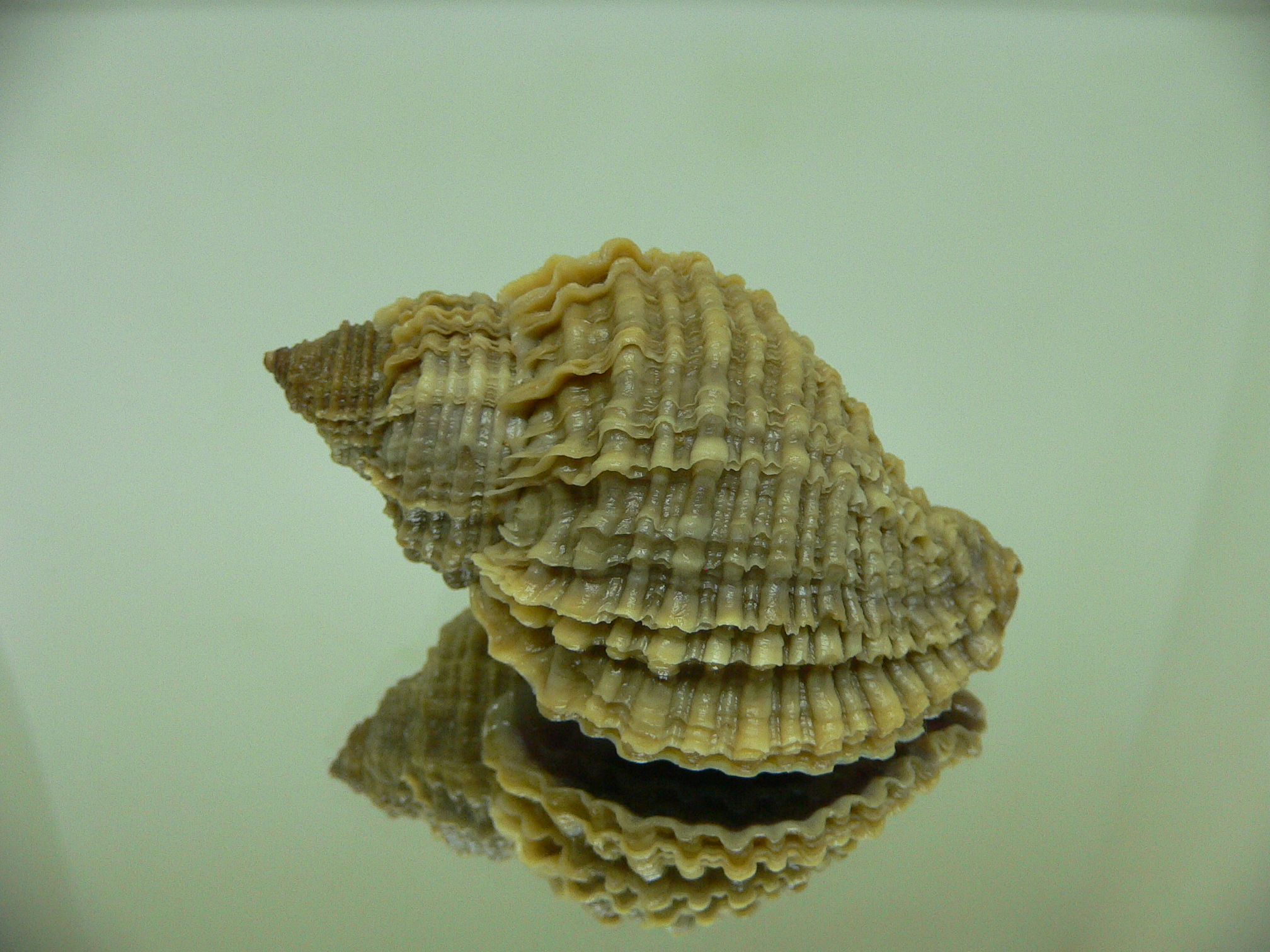 Nucella freycinetii freycinetii IDEAL & ELONGATE