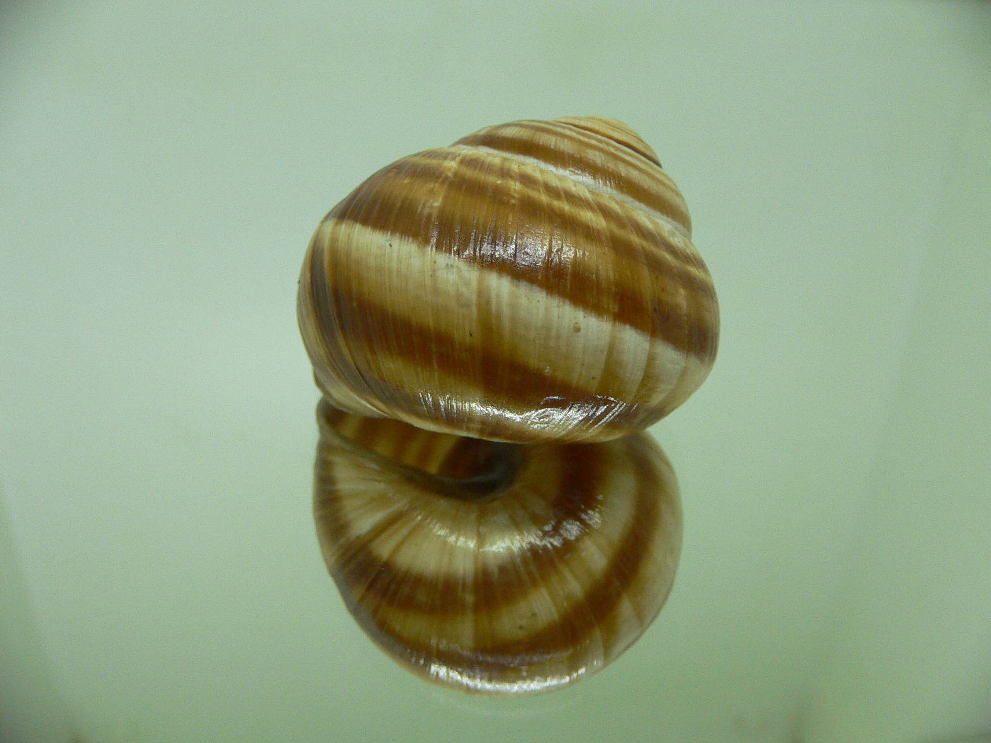 Helix pomatia