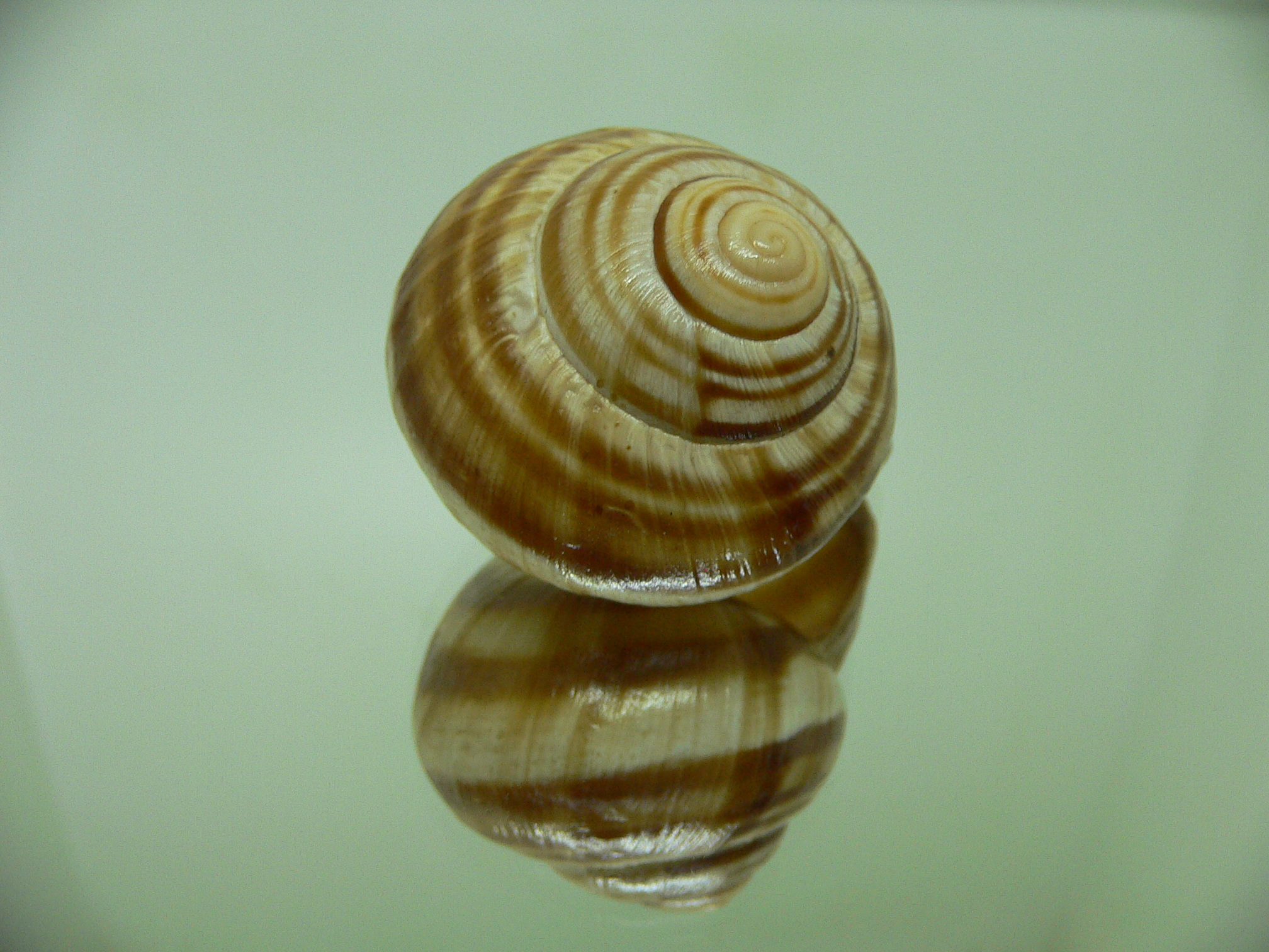 Helix pomatia