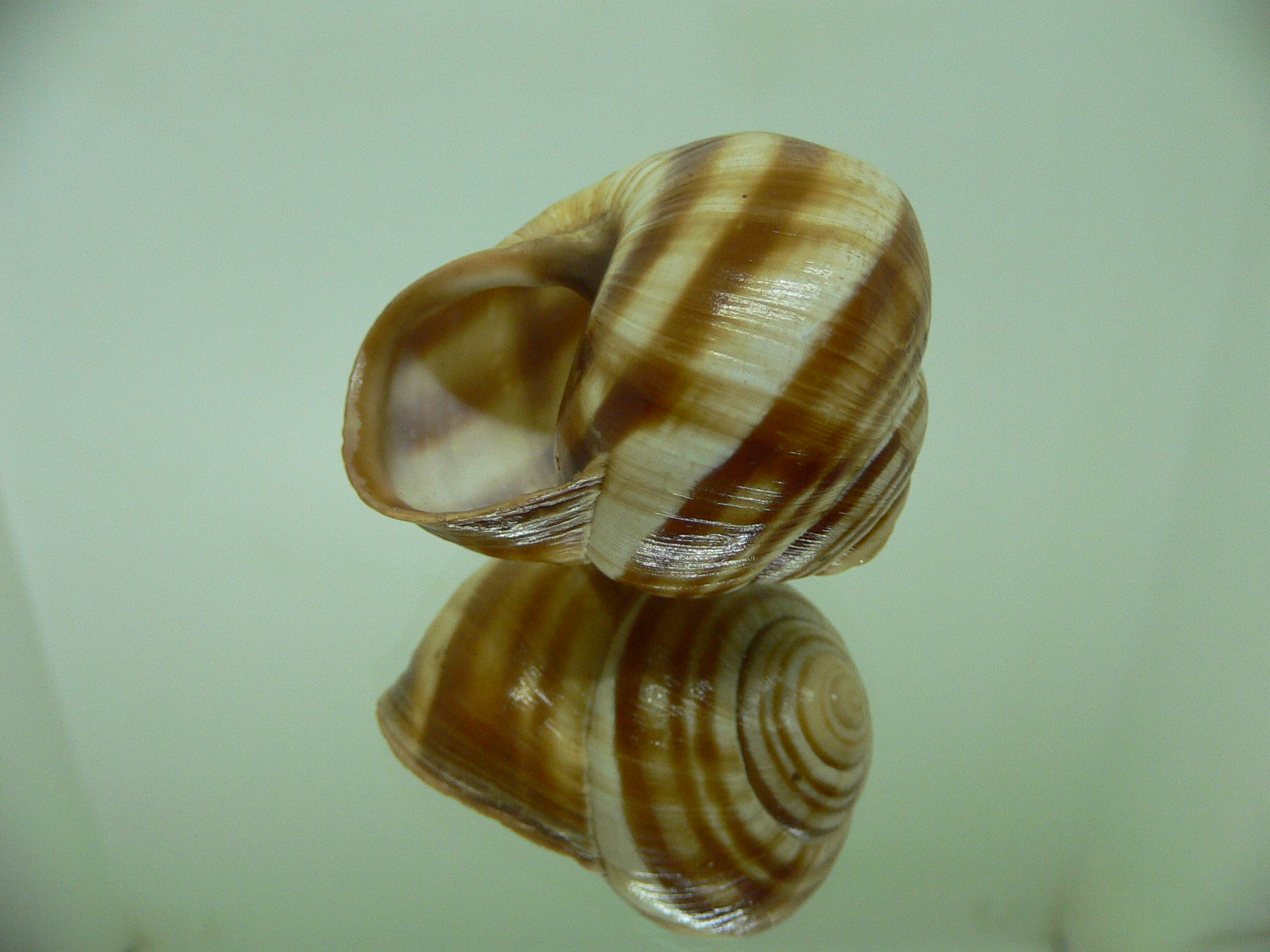 Helix pomatia