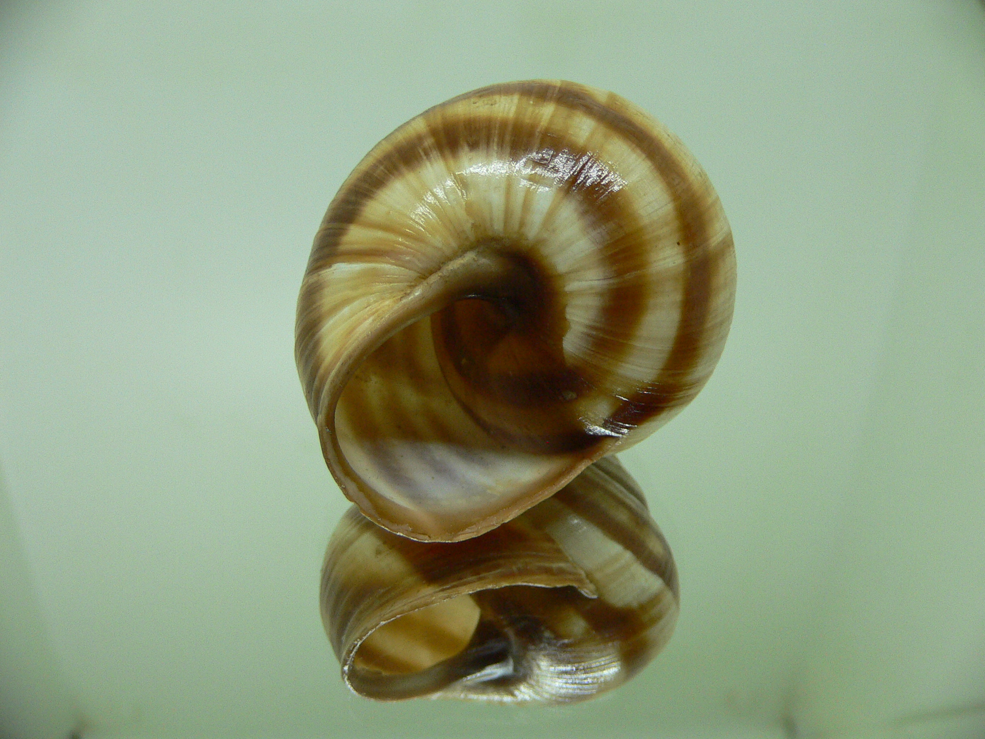 Helix pomatia