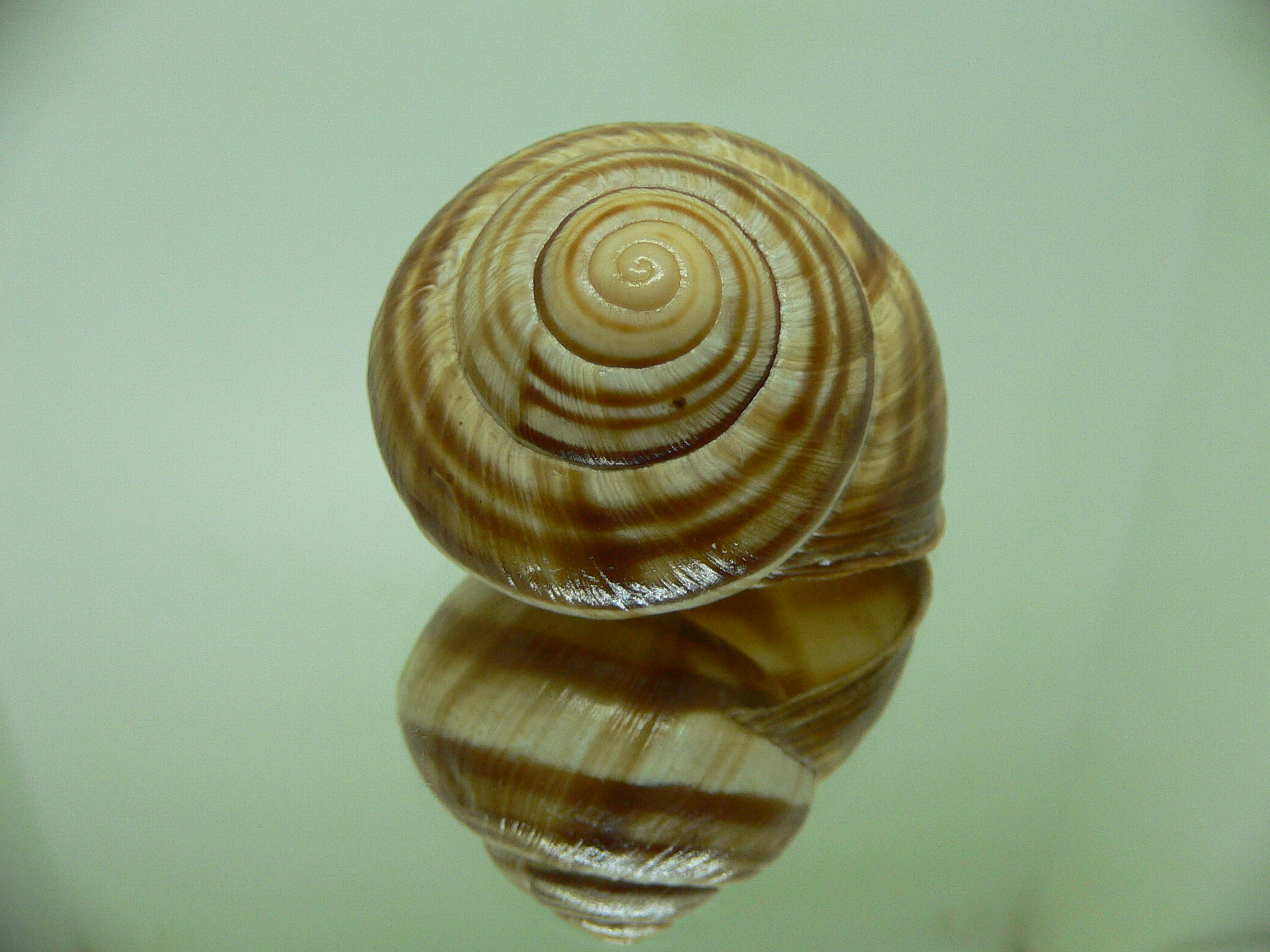 Helix pomatia