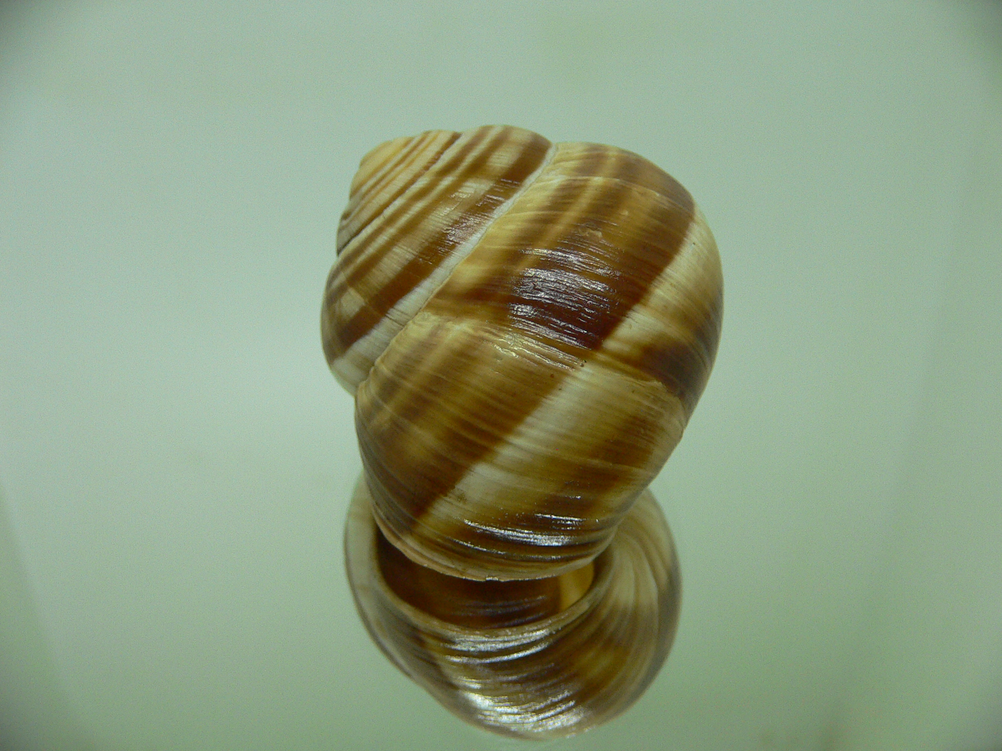 Helix pomatia