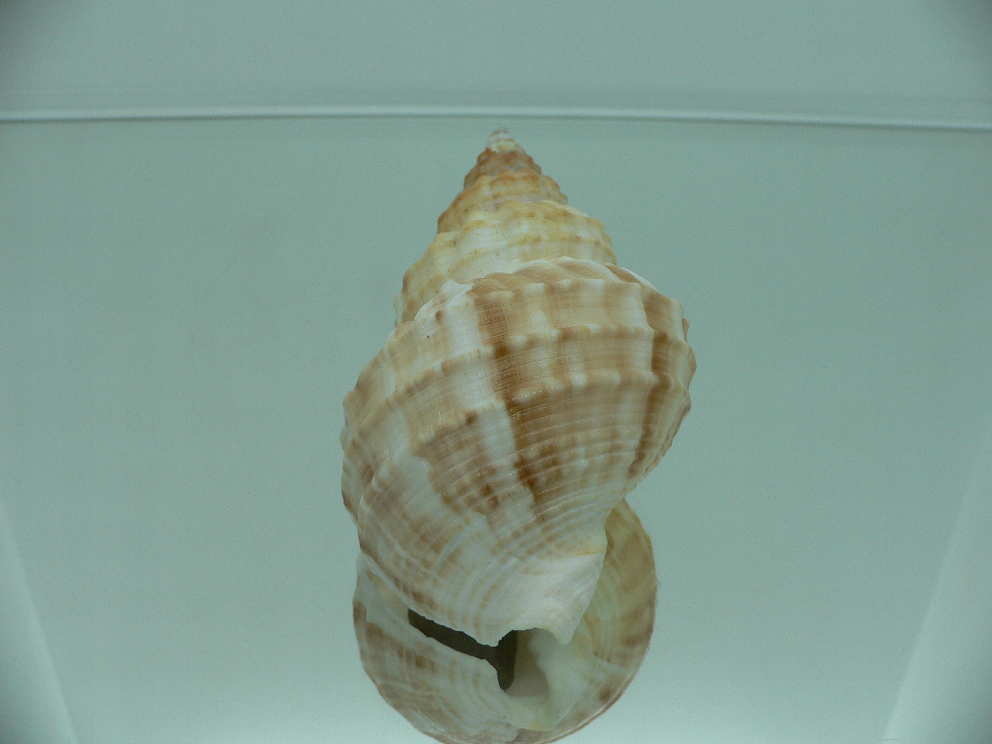 Buccinum verkruzeni  COLOR & STRIPES