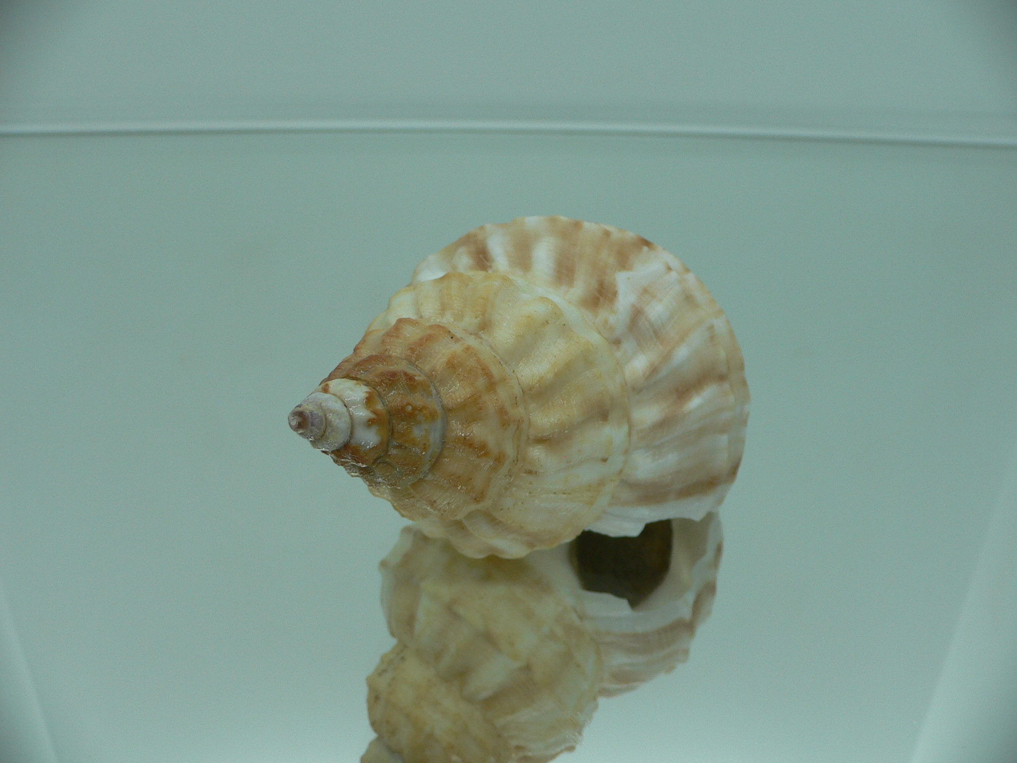 Buccinum verkruzeni  COLOR & STRIPES