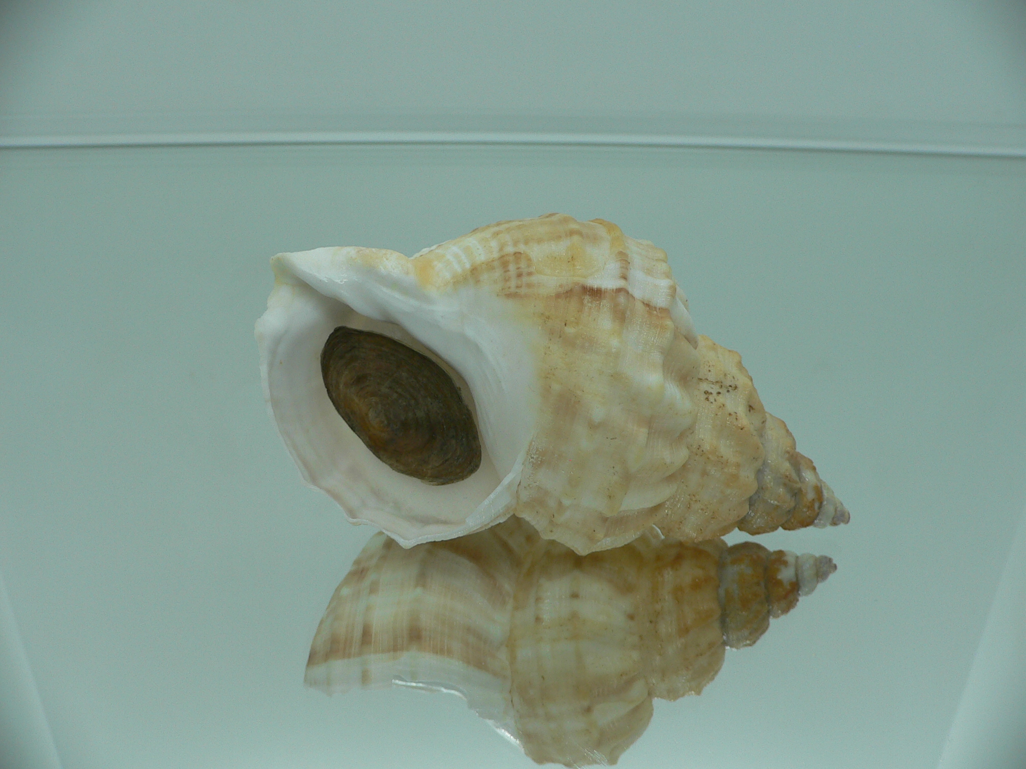 Buccinum verkruzeni  COLOR & STRIPES