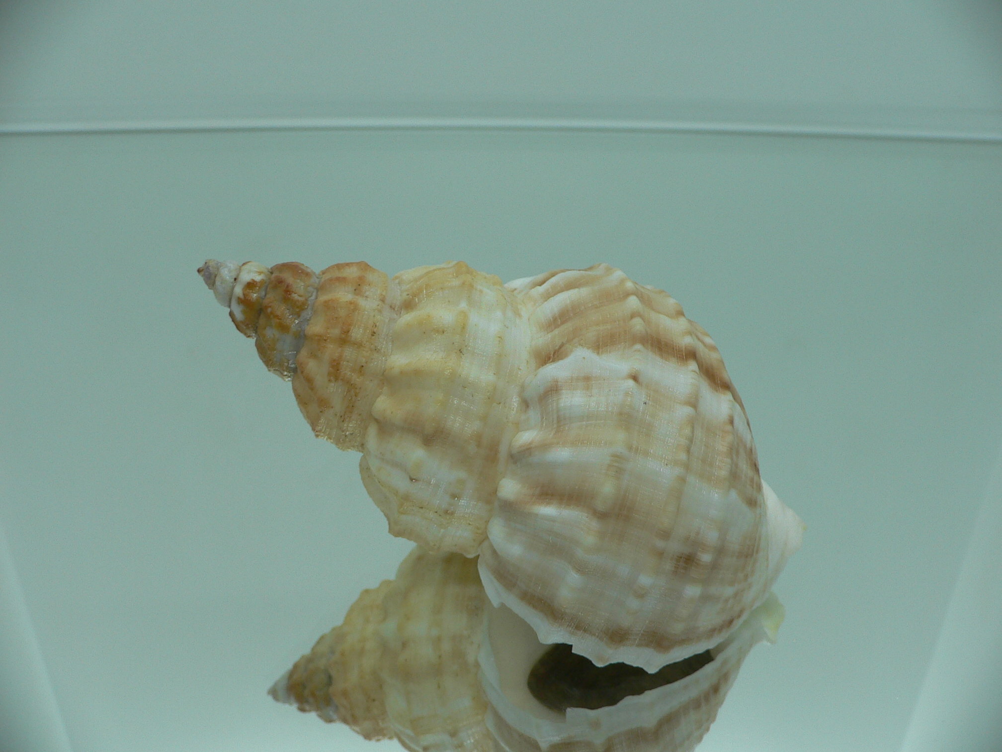 Buccinum verkruzeni  COLOR & STRIPES