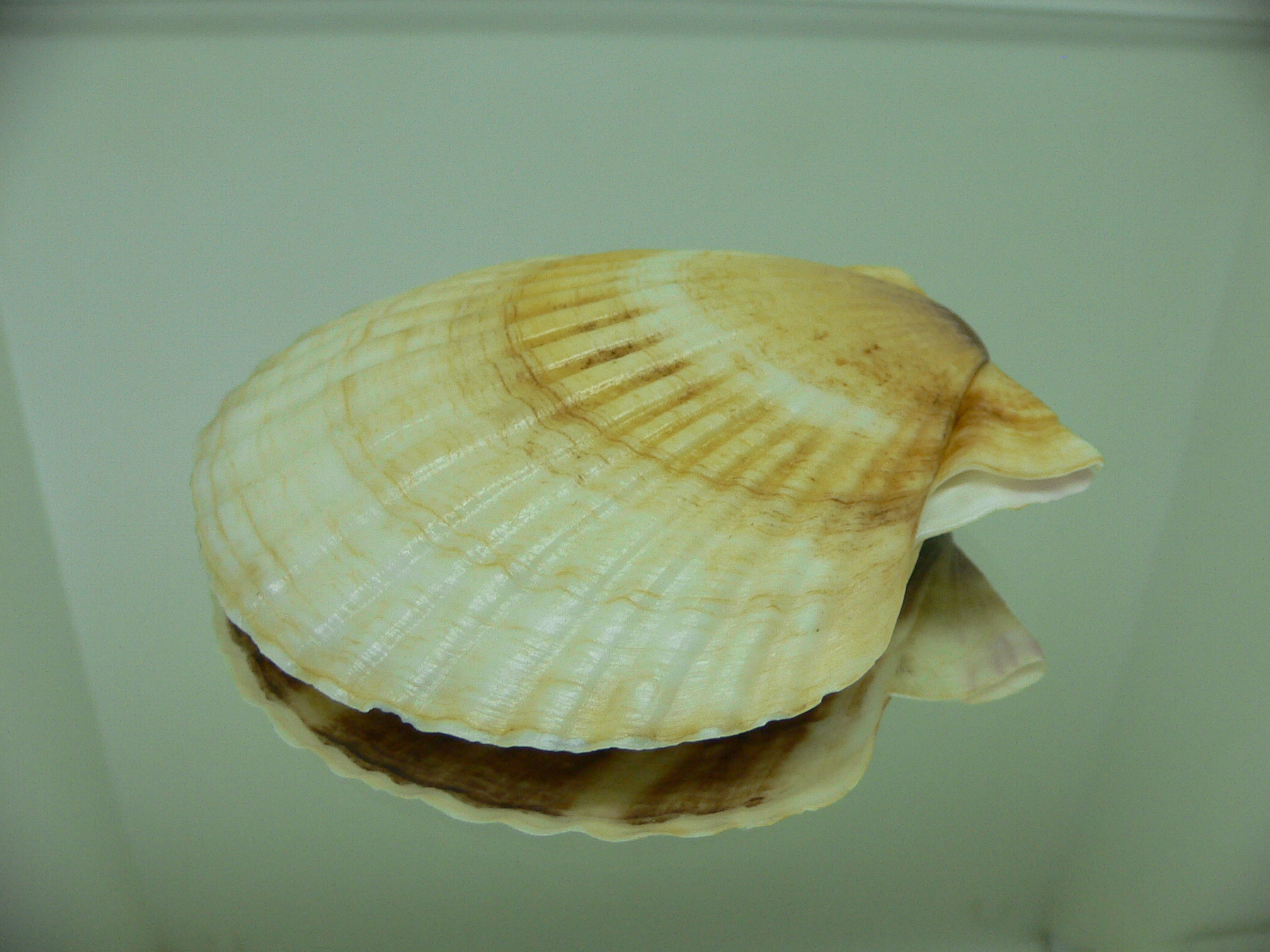 Patinopecten yessoensis 5