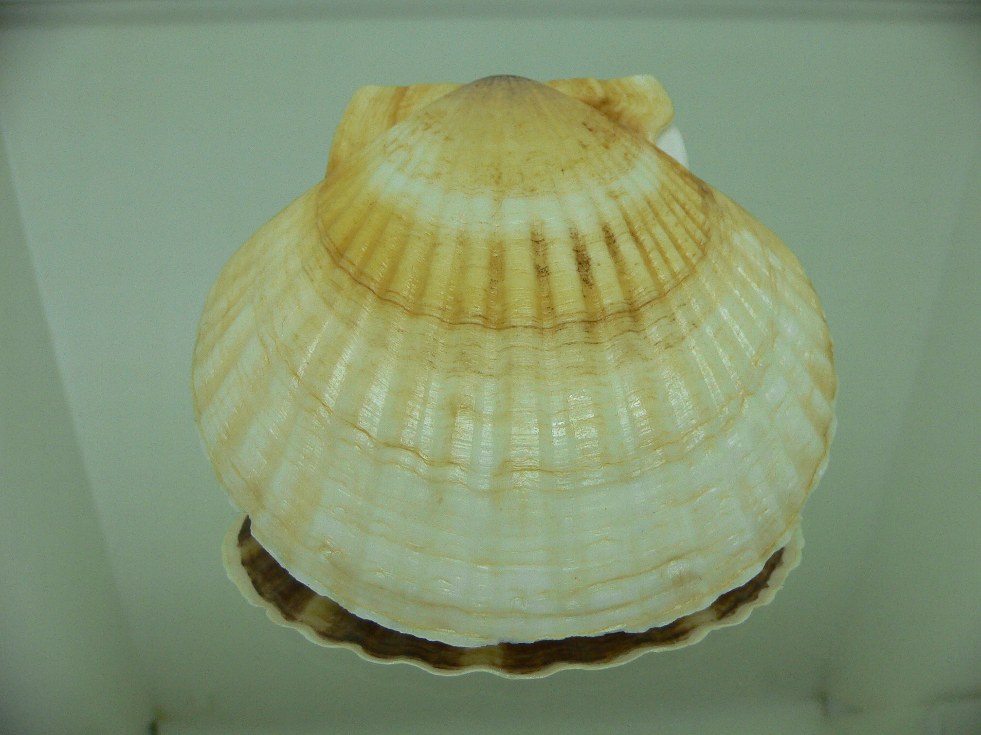 Patinopecten yessoensis 5