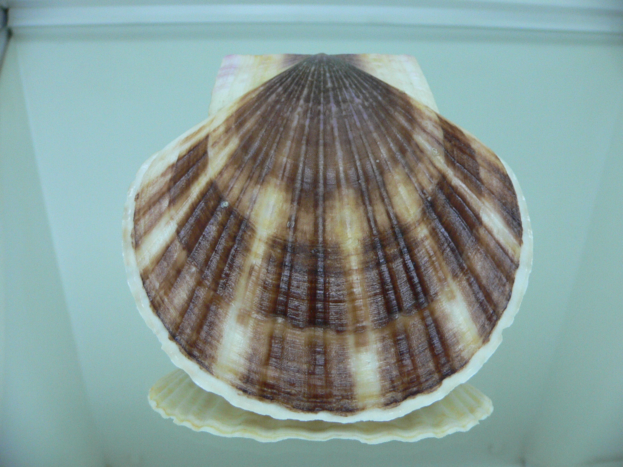 Patinopecten yessoensis 5