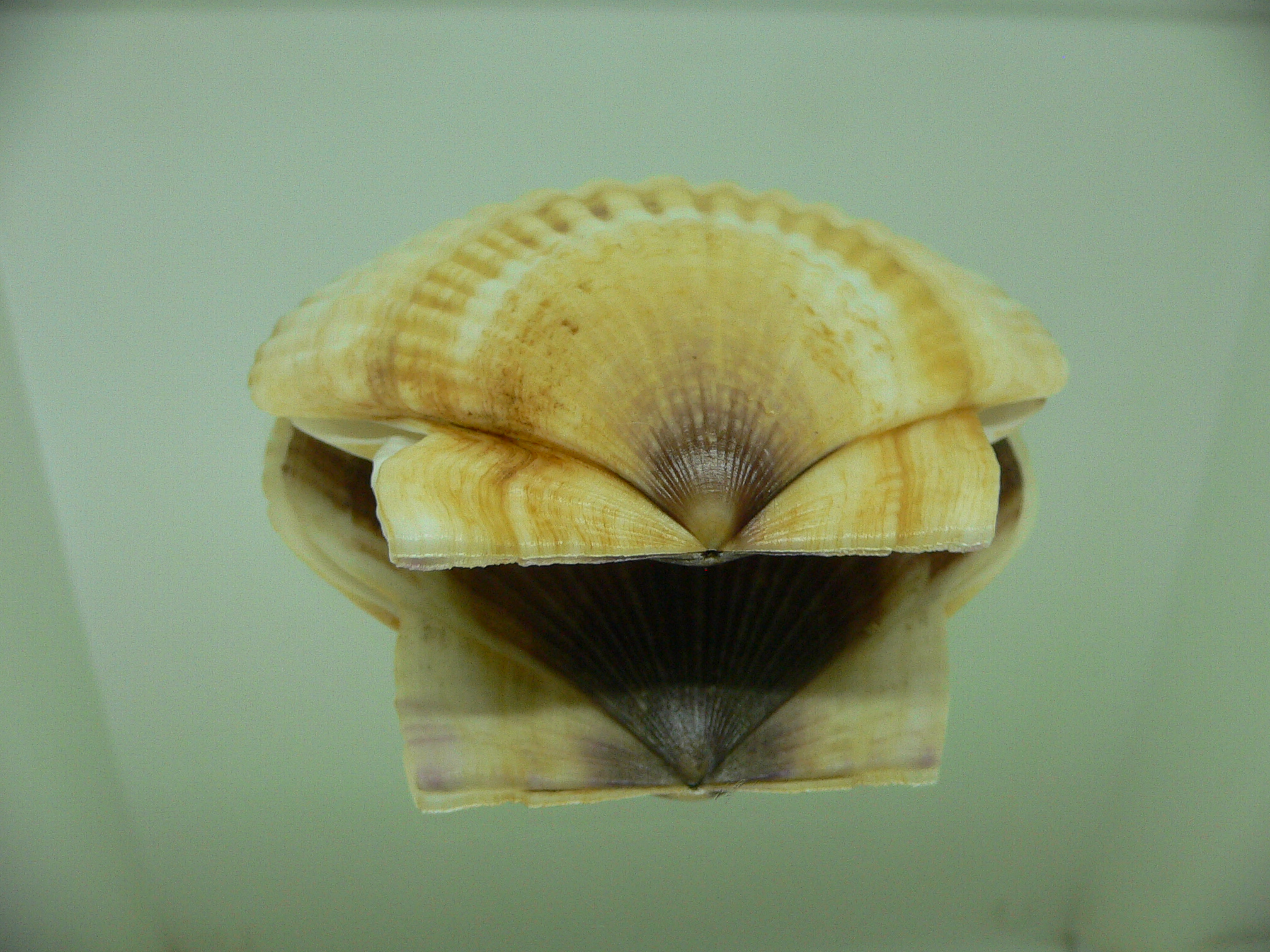 Patinopecten yessoensis 5