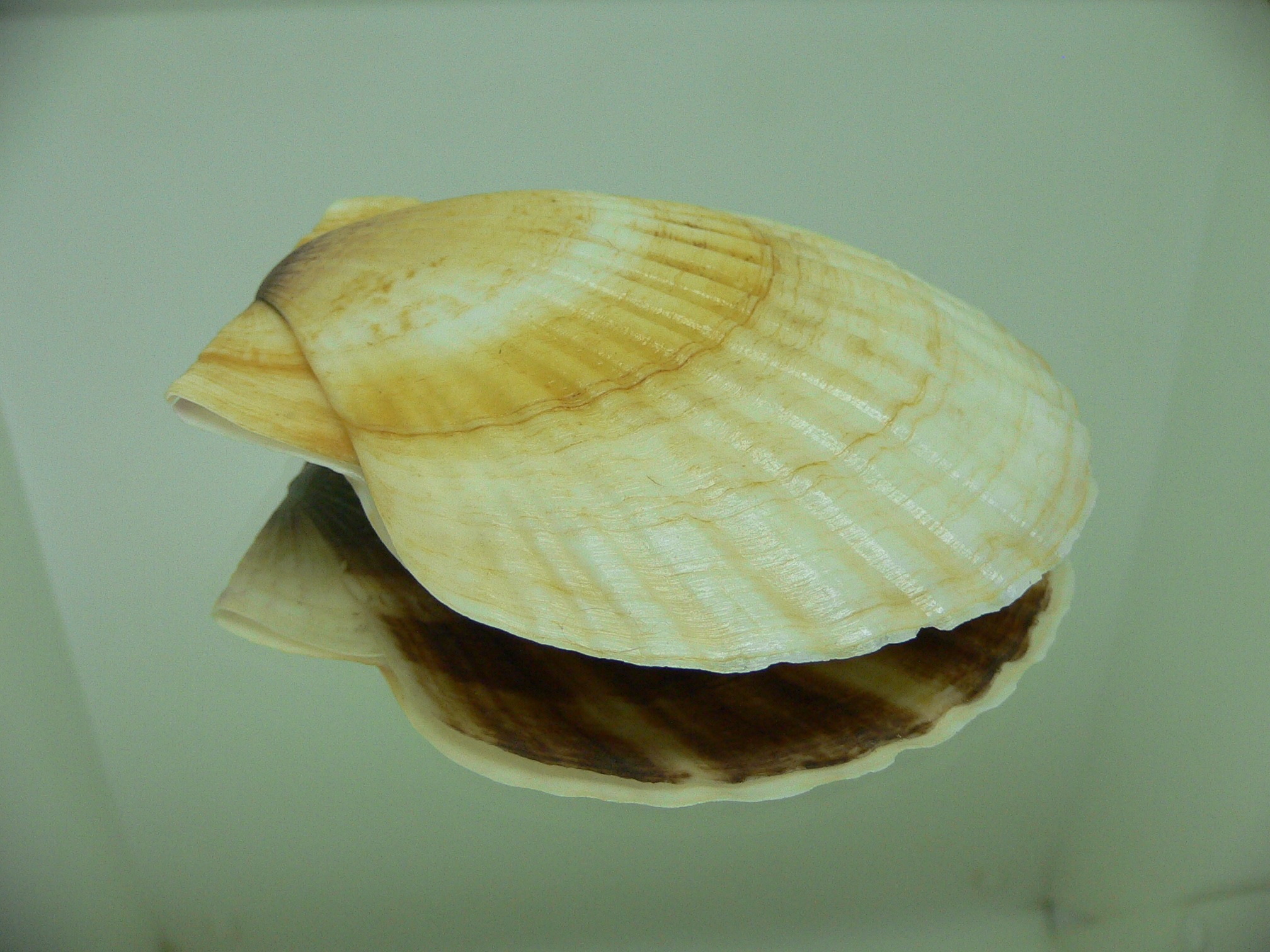 Patinopecten yessoensis 5