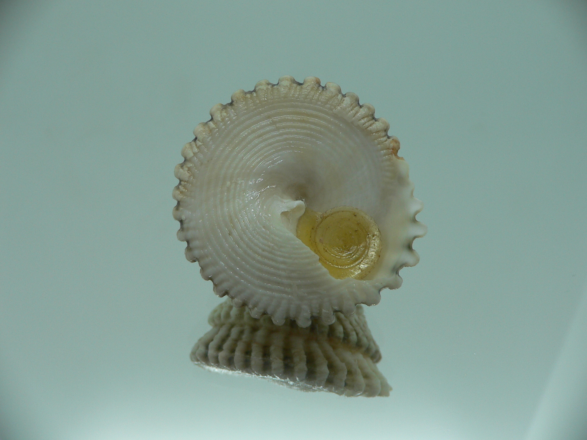 Tectus architectonicus