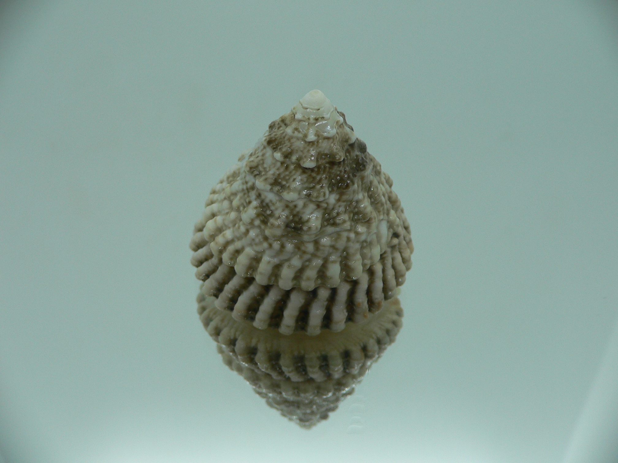 Tectus architectonicus