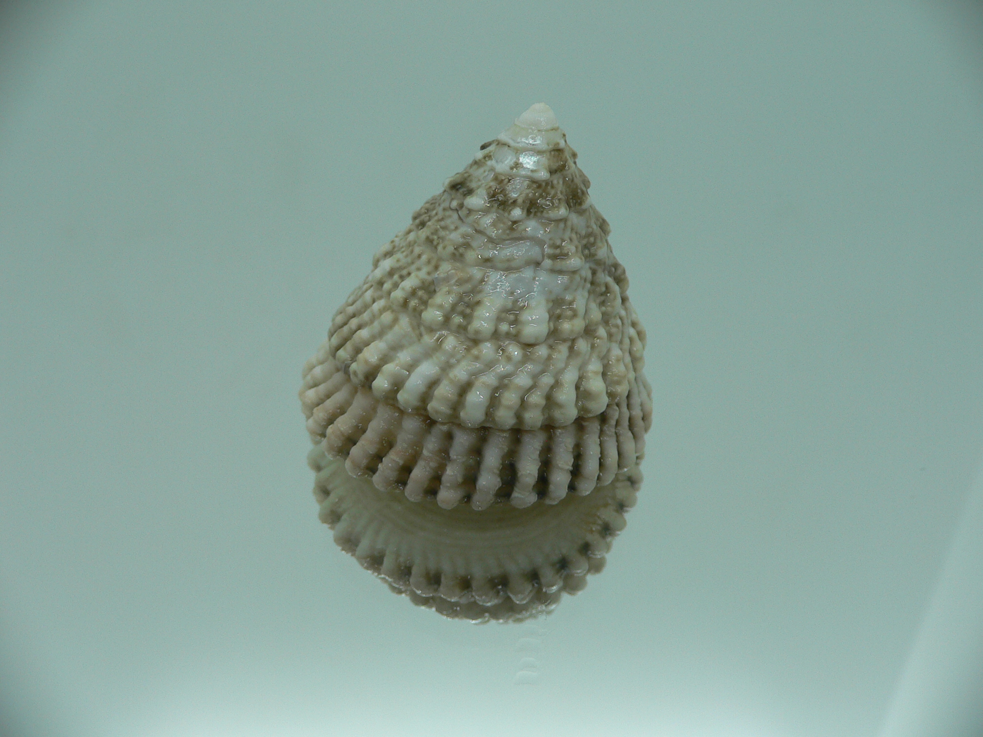 Tectus architectonicus
