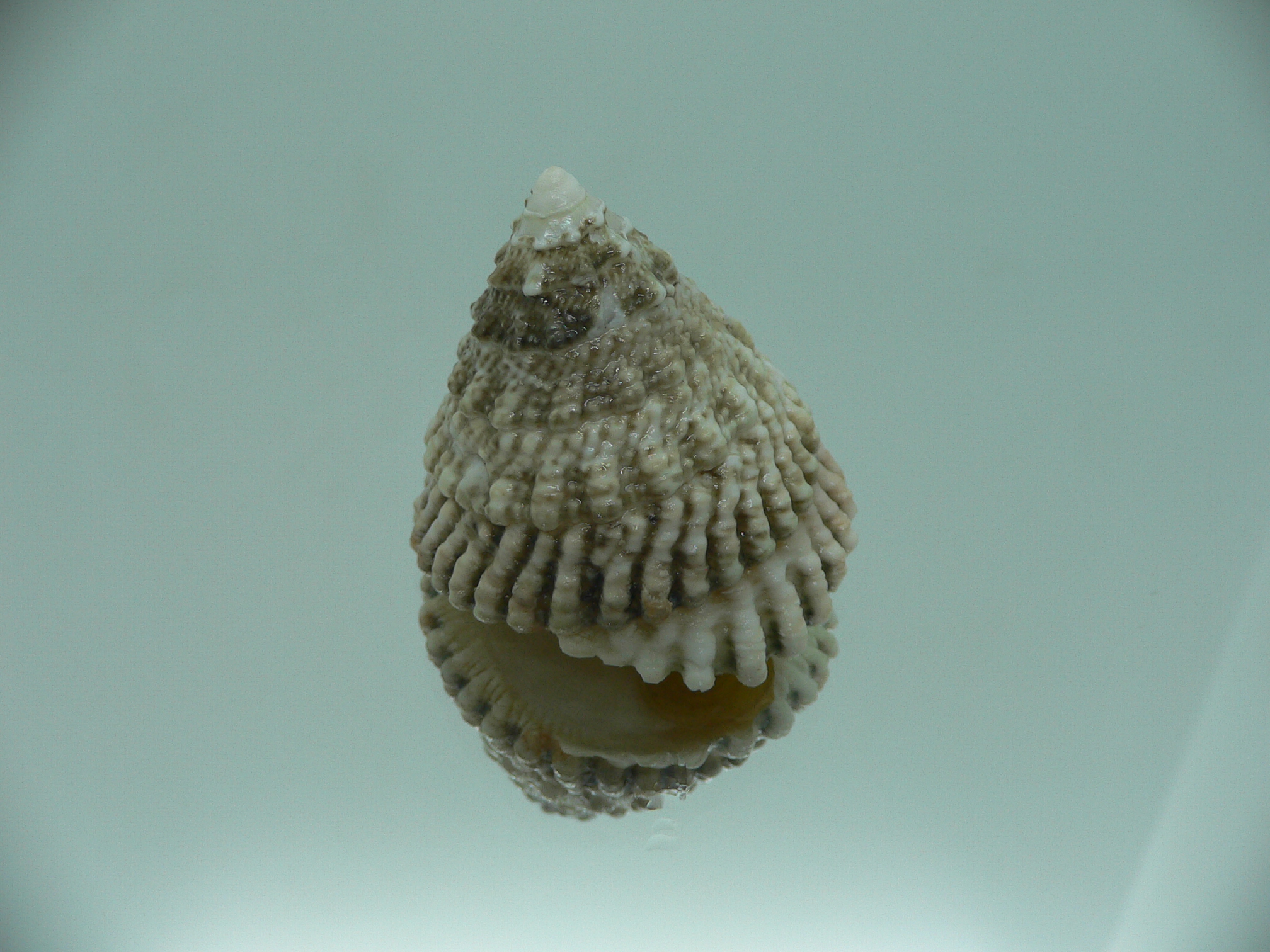Tectus architectonicus