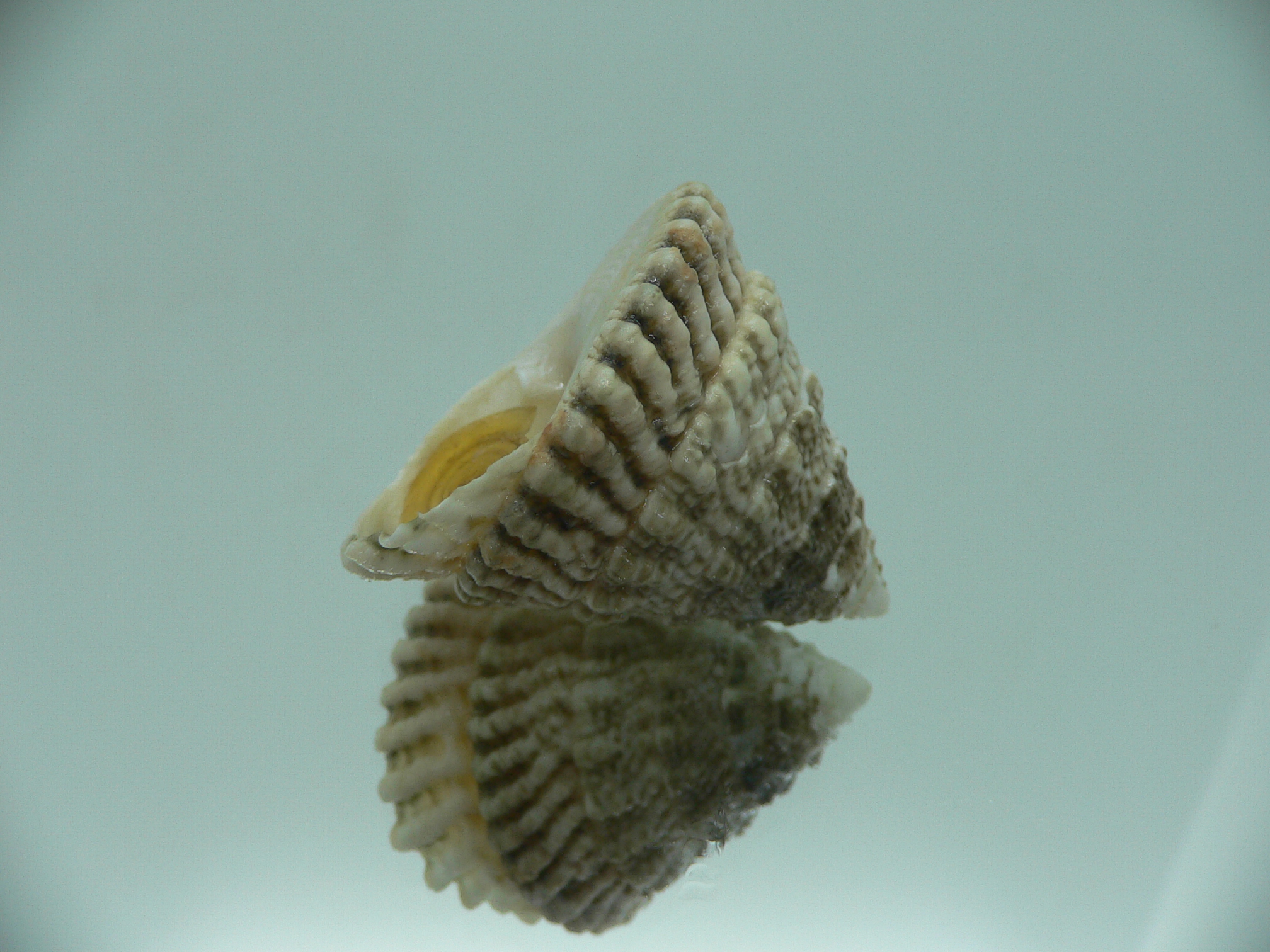 Tectus architectonicus
