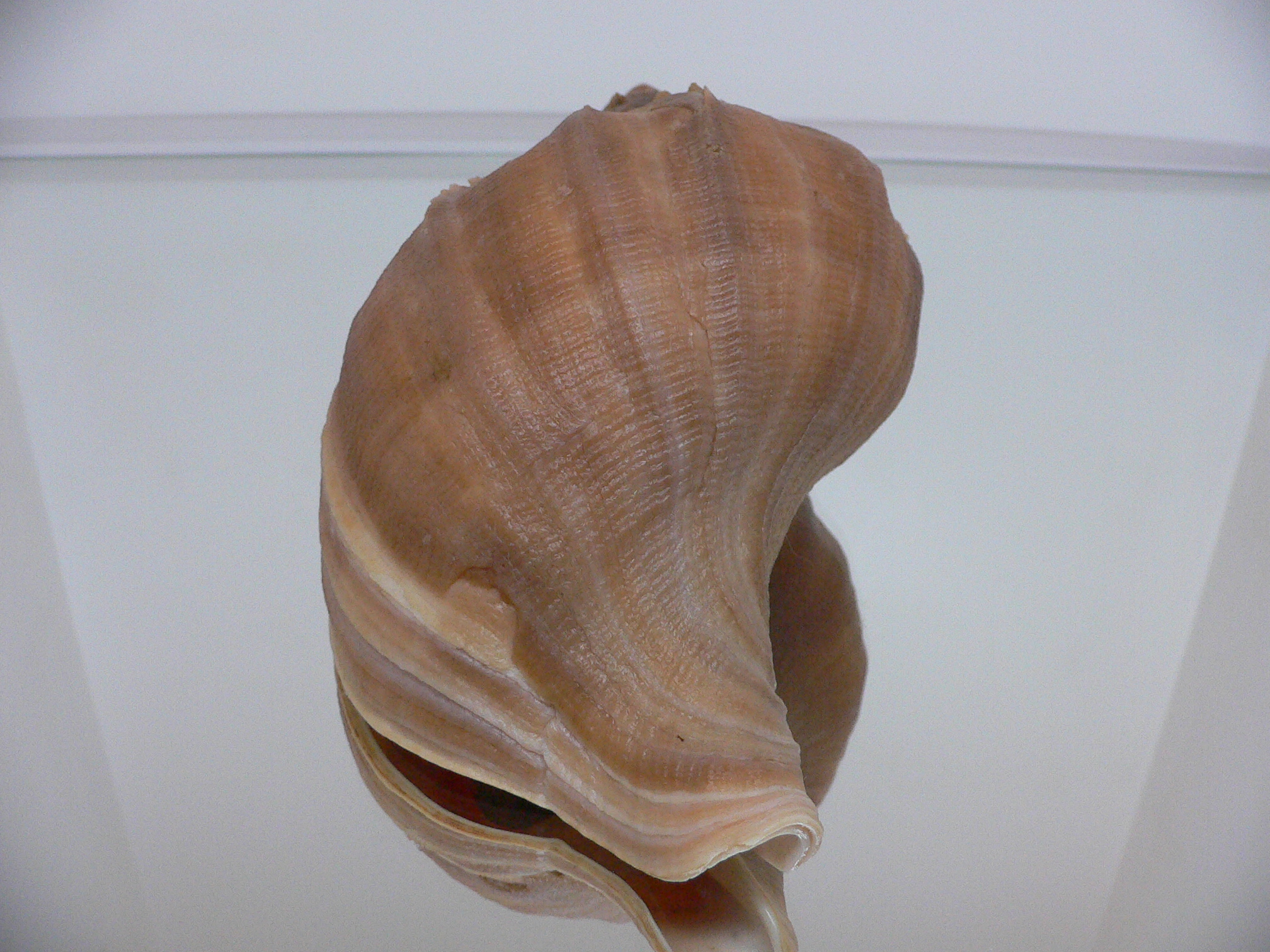 Neptunea constricta BLADES & COLOR