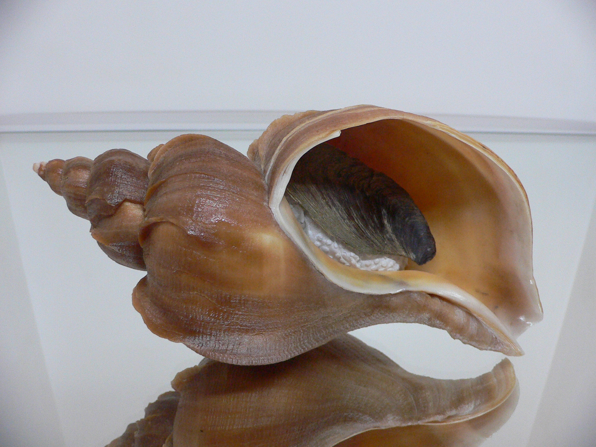 Neptunea constricta BLADES & COLOR