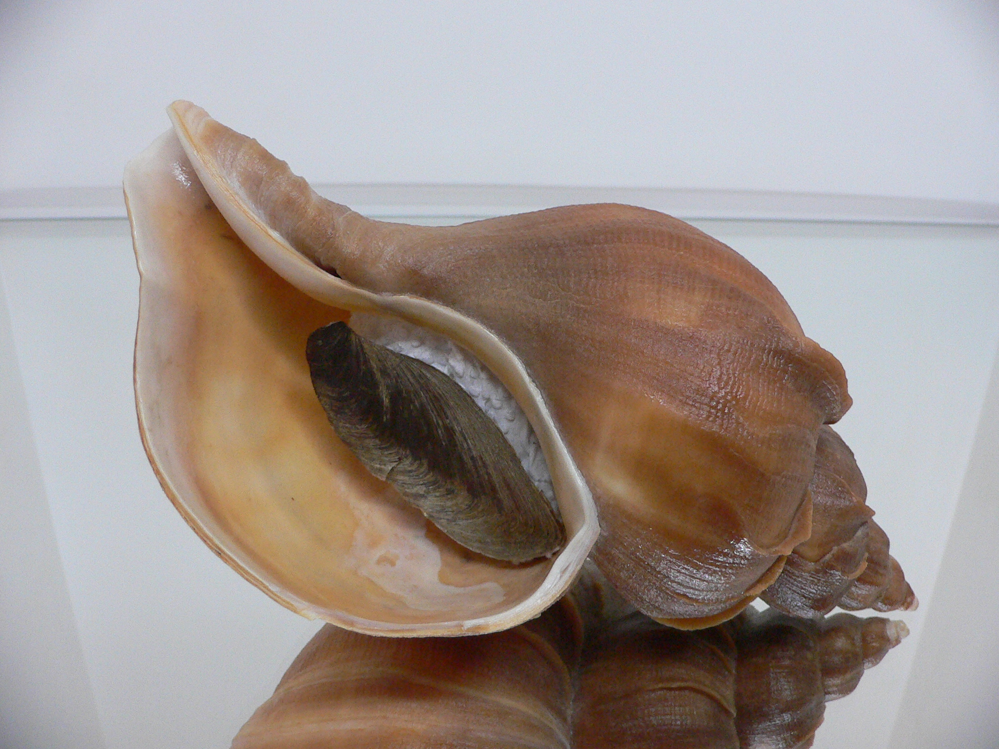 Neptunea constricta BLADES & COLOR