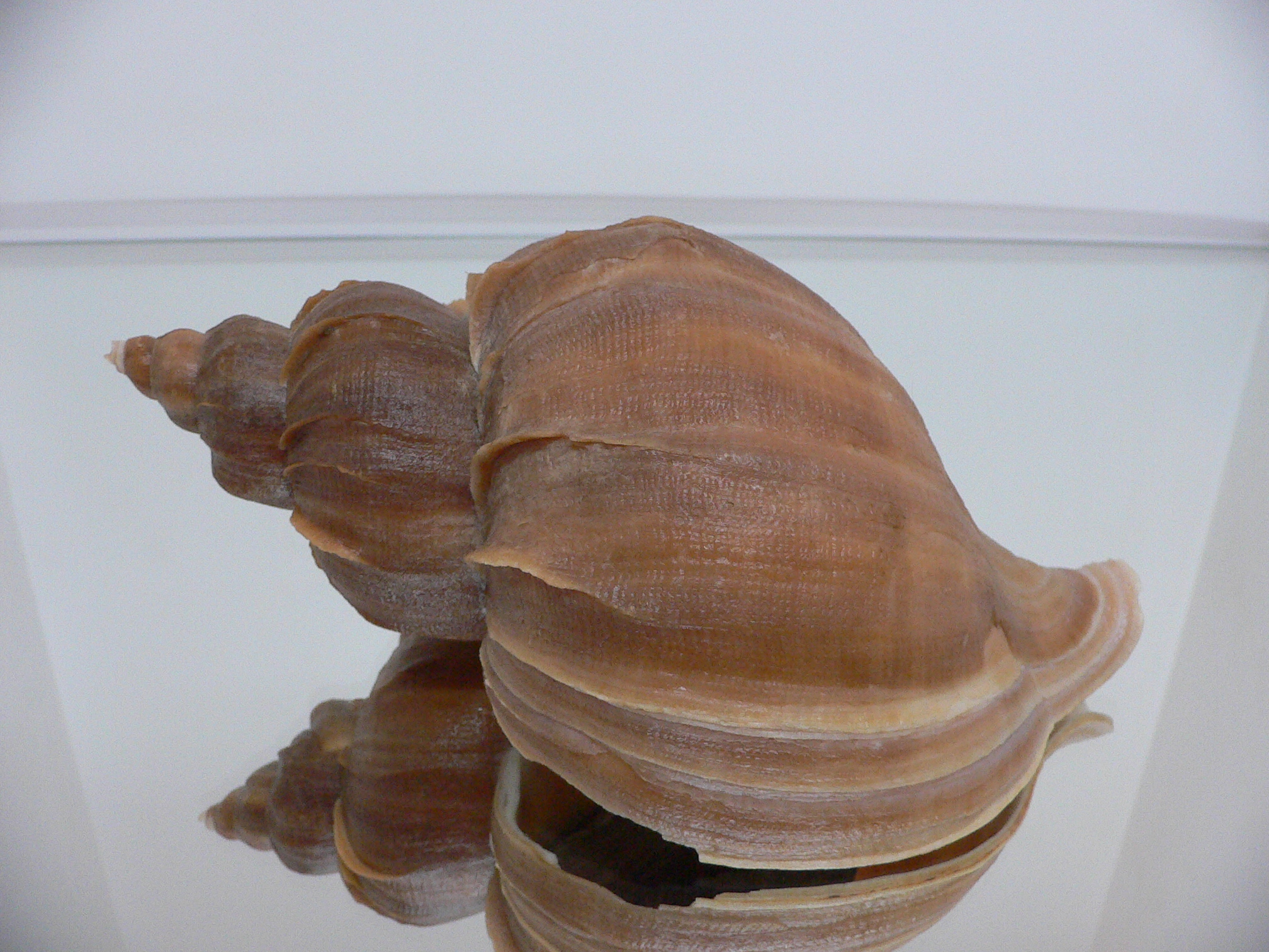 Neptunea constricta BLADES & COLOR