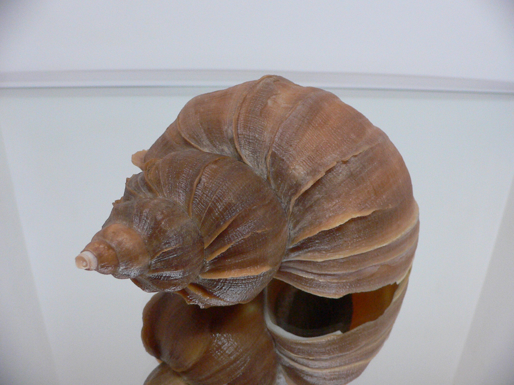 Neptunea constricta BLADES & COLOR