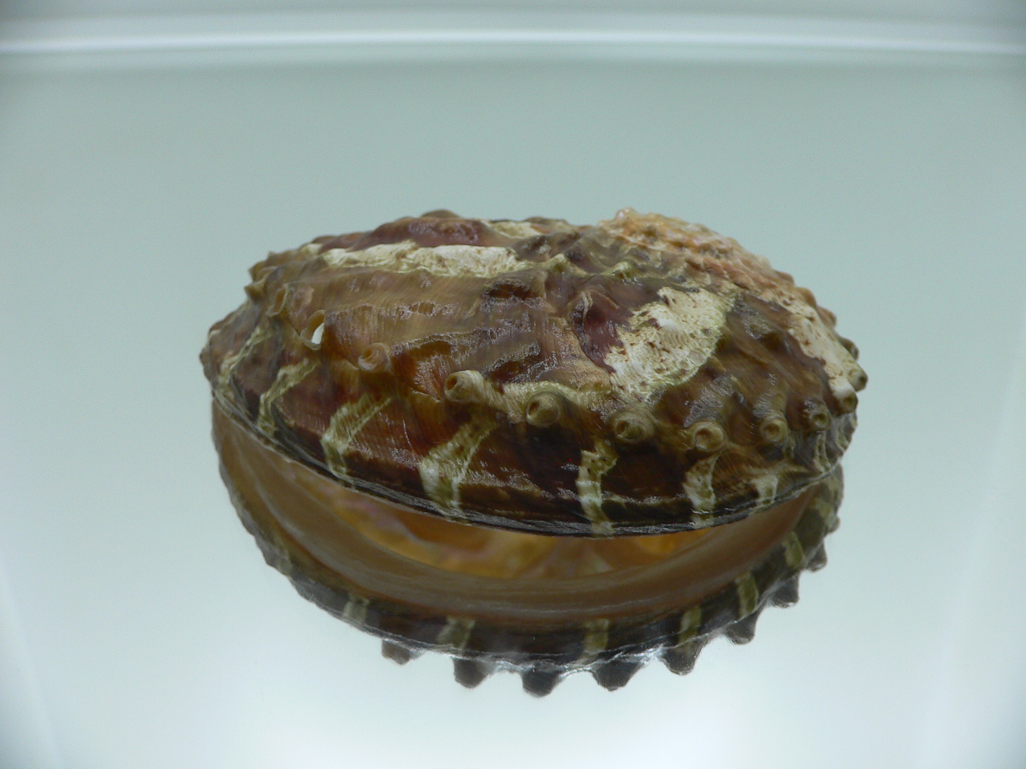 Haliotis ovina ovina BIG