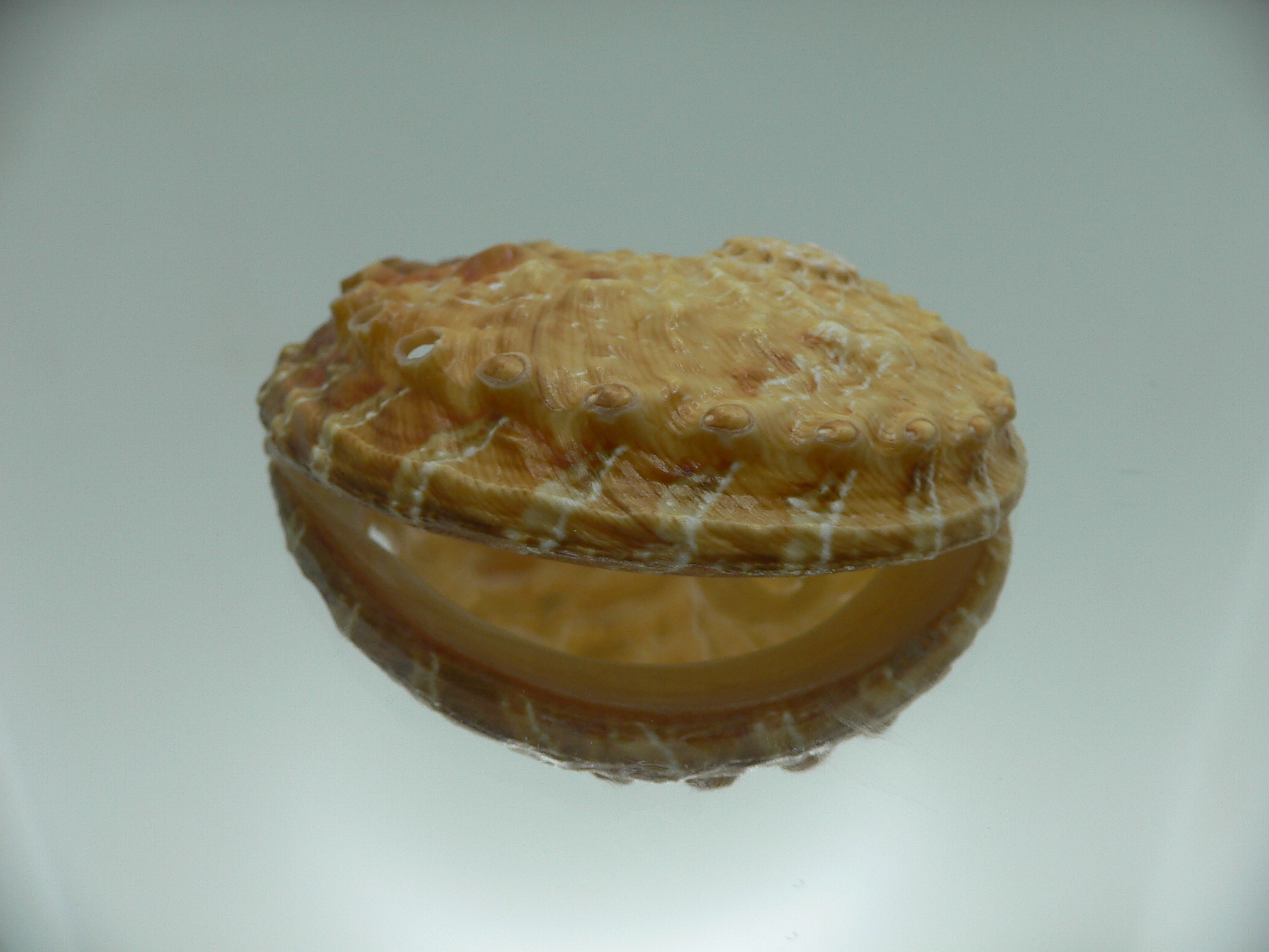 Haliotis ovina ovina ORANGE