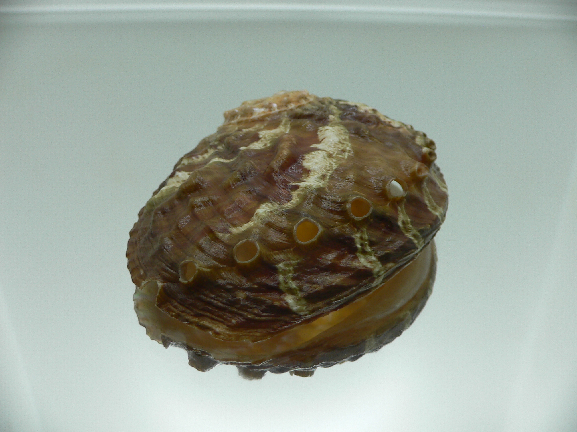 Haliotis ovina ovina BIG