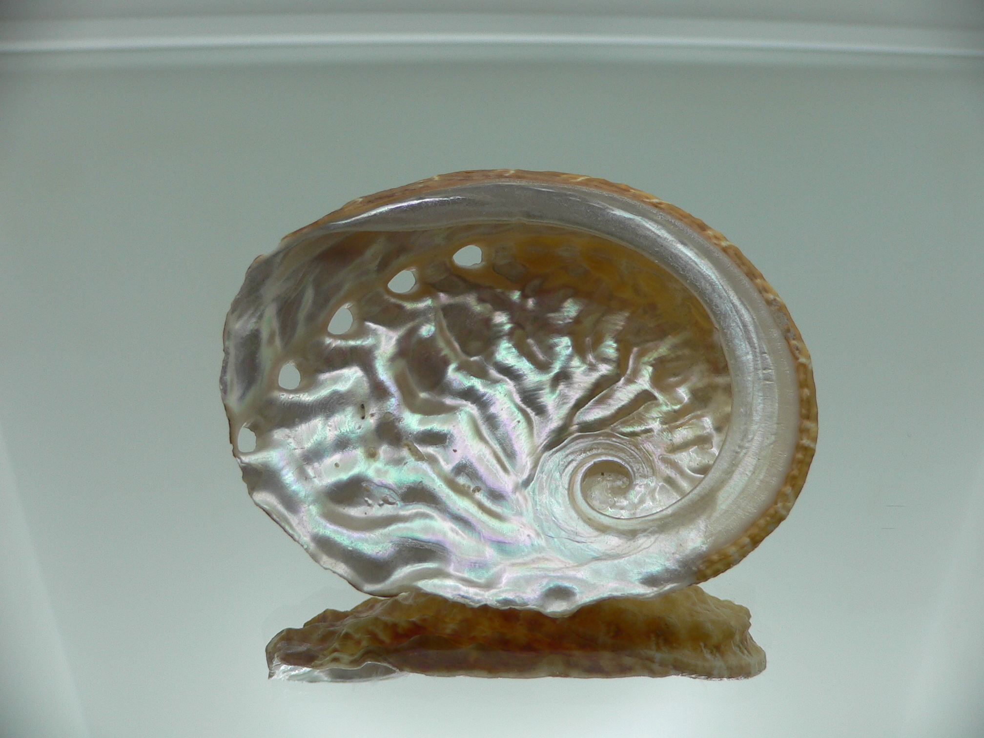 Haliotis ovina ovina ORANGE