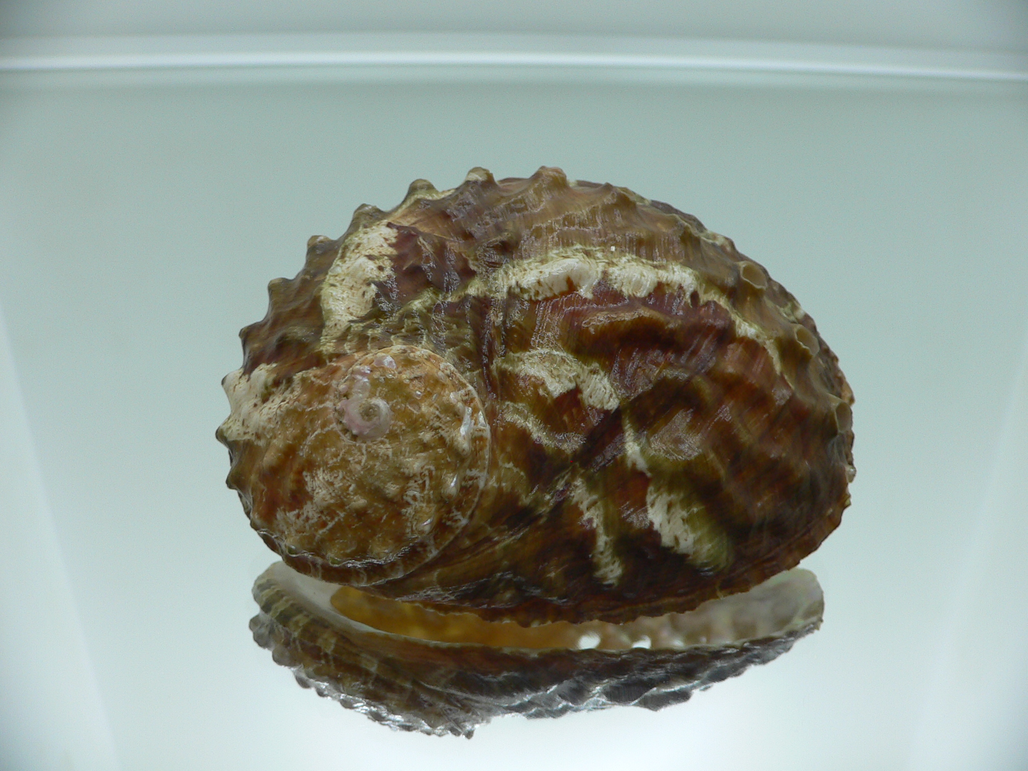 Haliotis ovina ovina BIG