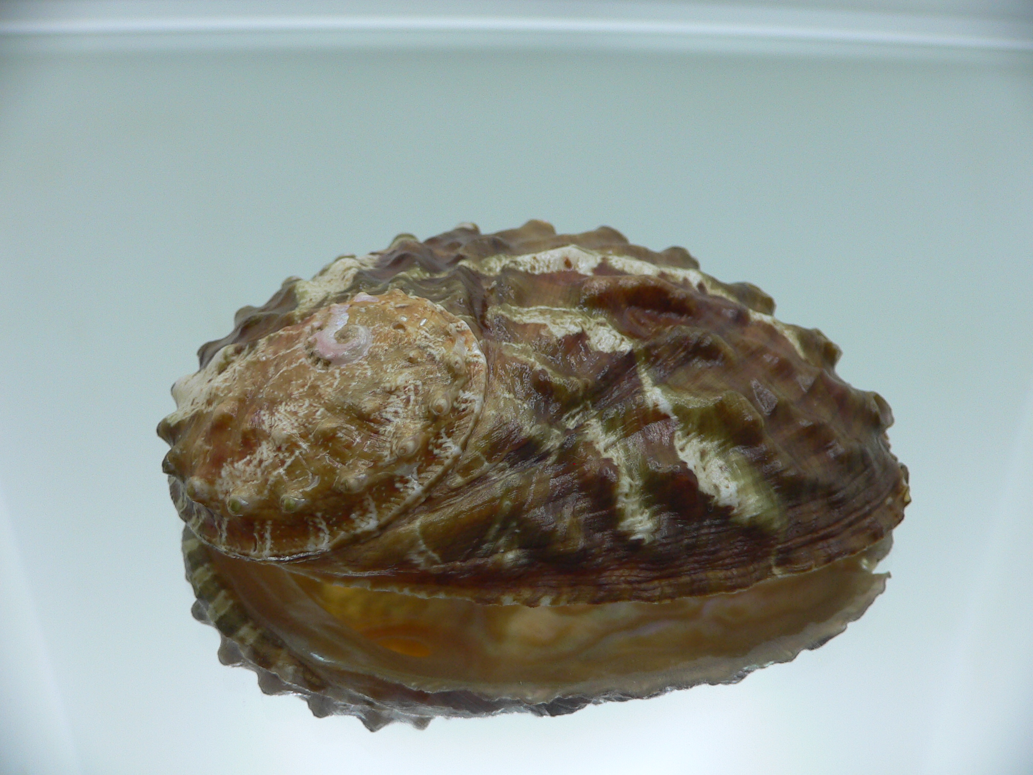 Haliotis ovina ovina BIG