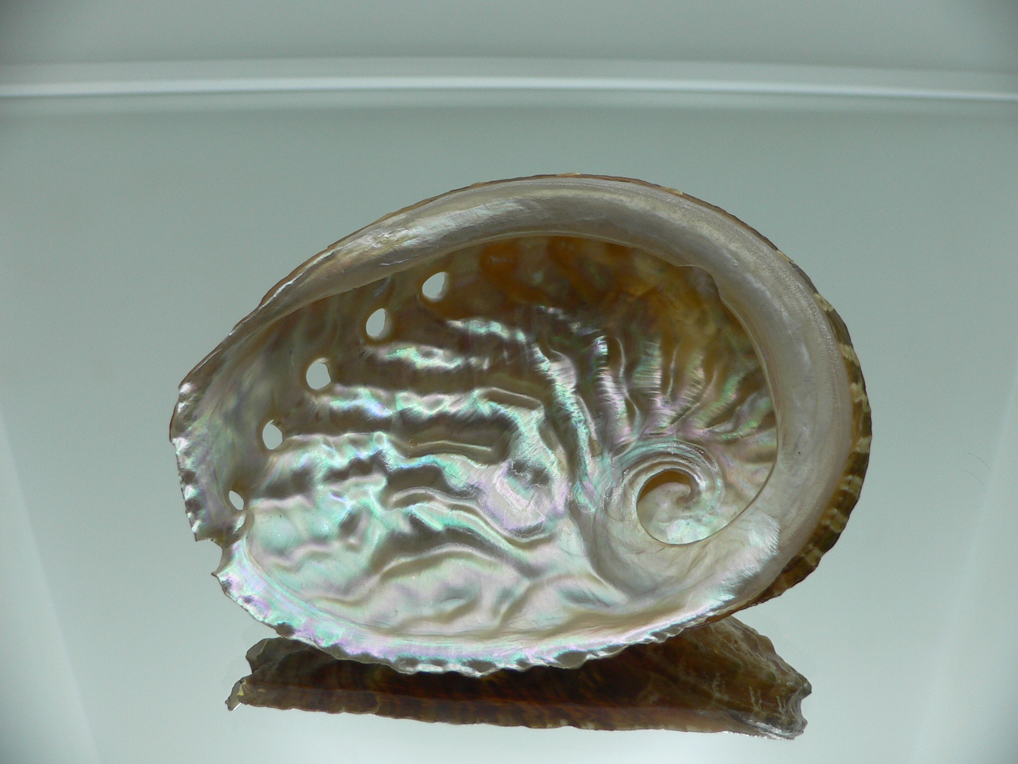 Haliotis ovina ovina BIG