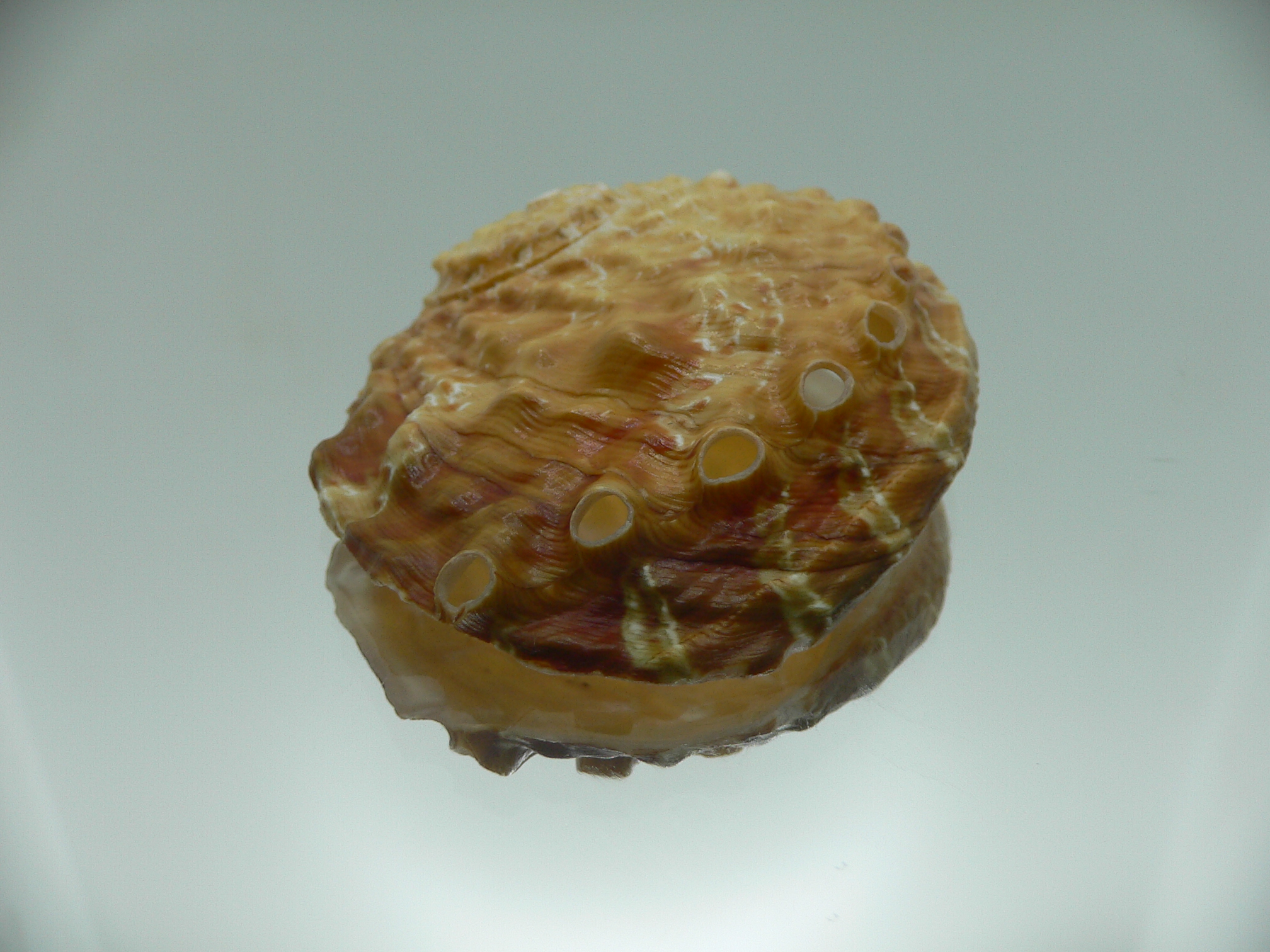 Haliotis ovina ovina ORANGE