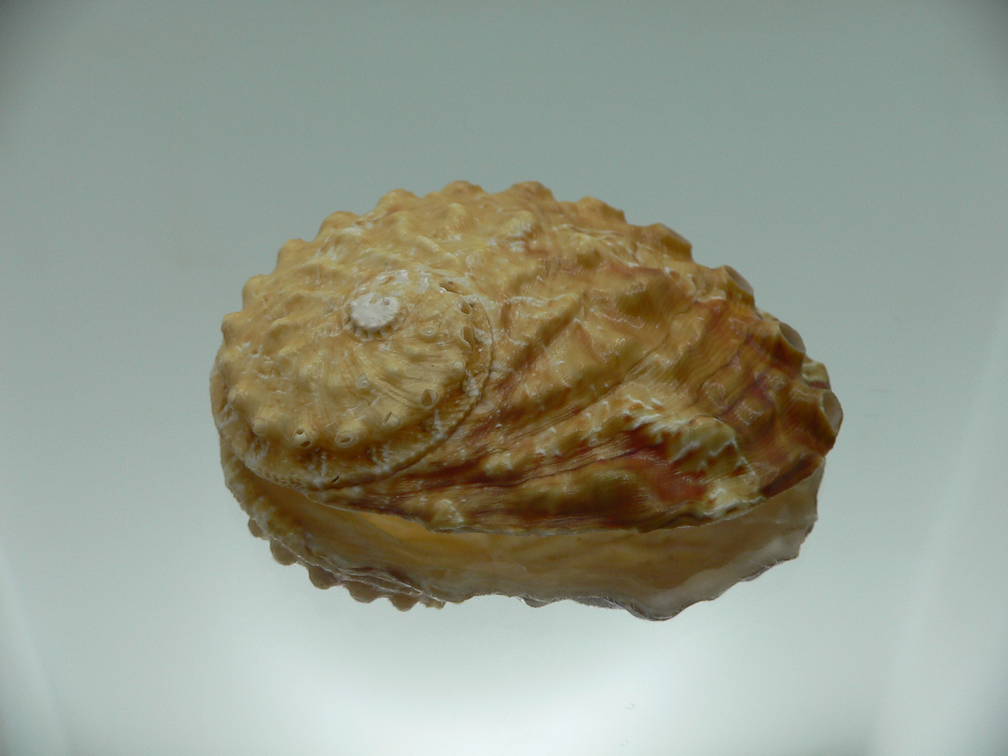 Haliotis ovina ovina ORANGE